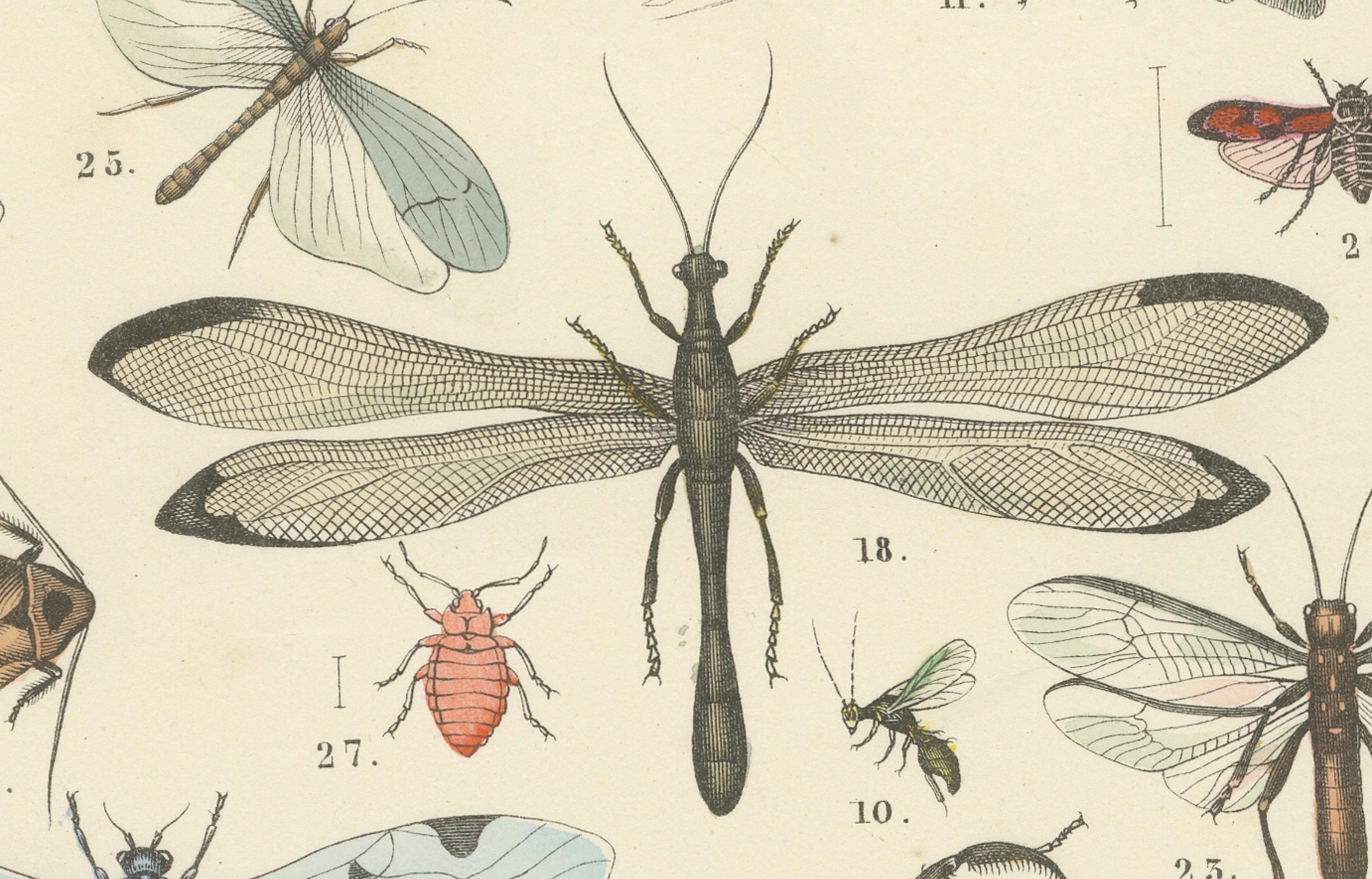 Zoology Print of Grasshoppers, Dragonflies, Wasps and Insects by T Bromme c1865 In condizioni buone in vendita a Langweer, NL