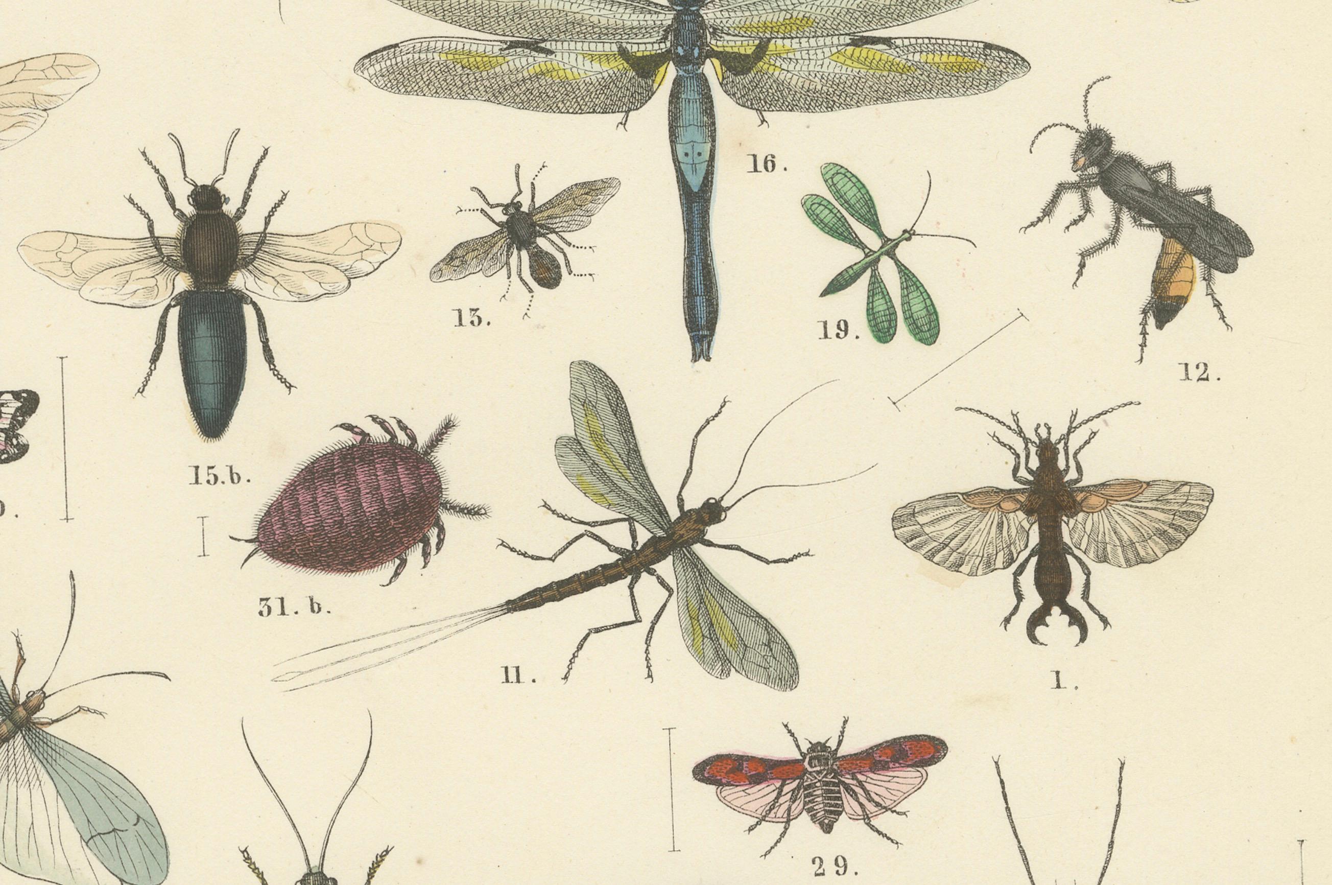 Metà XIX secolo Zoology Print of Grasshoppers, Dragonflies, Wasps and Insects by T Bromme c1865 in vendita