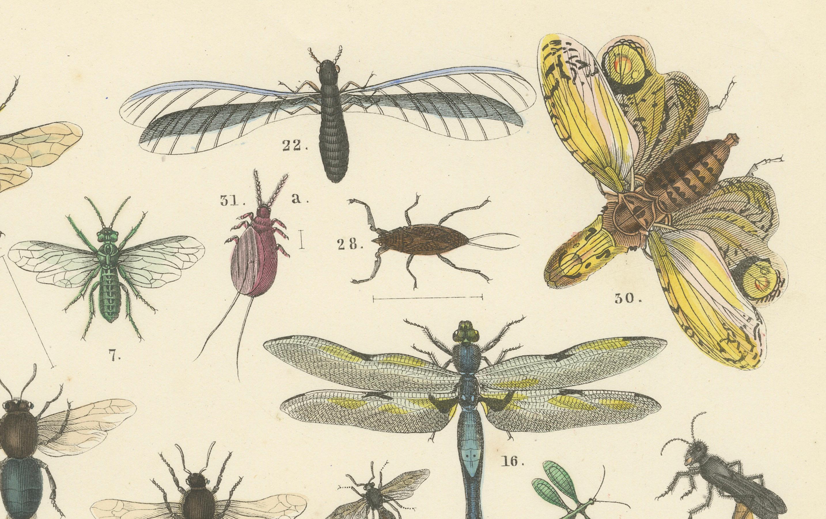 Carta Zoology Print of Grasshoppers, Dragonflies, Wasps and Insects by T Bromme c1865 in vendita
