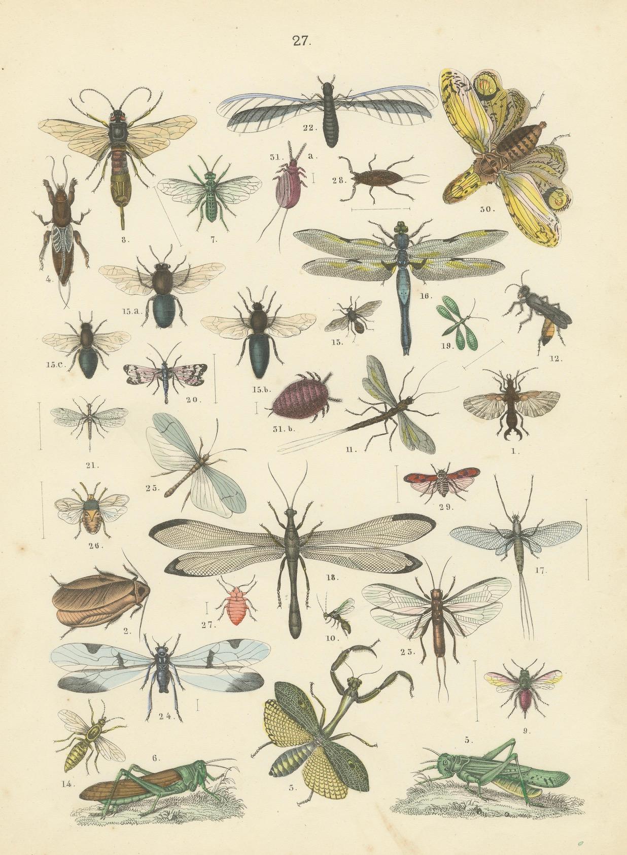 Zoology Print of Grasshoppers, Dragonflies, Wasps and Insects by T Bromme c1865 in vendita 1