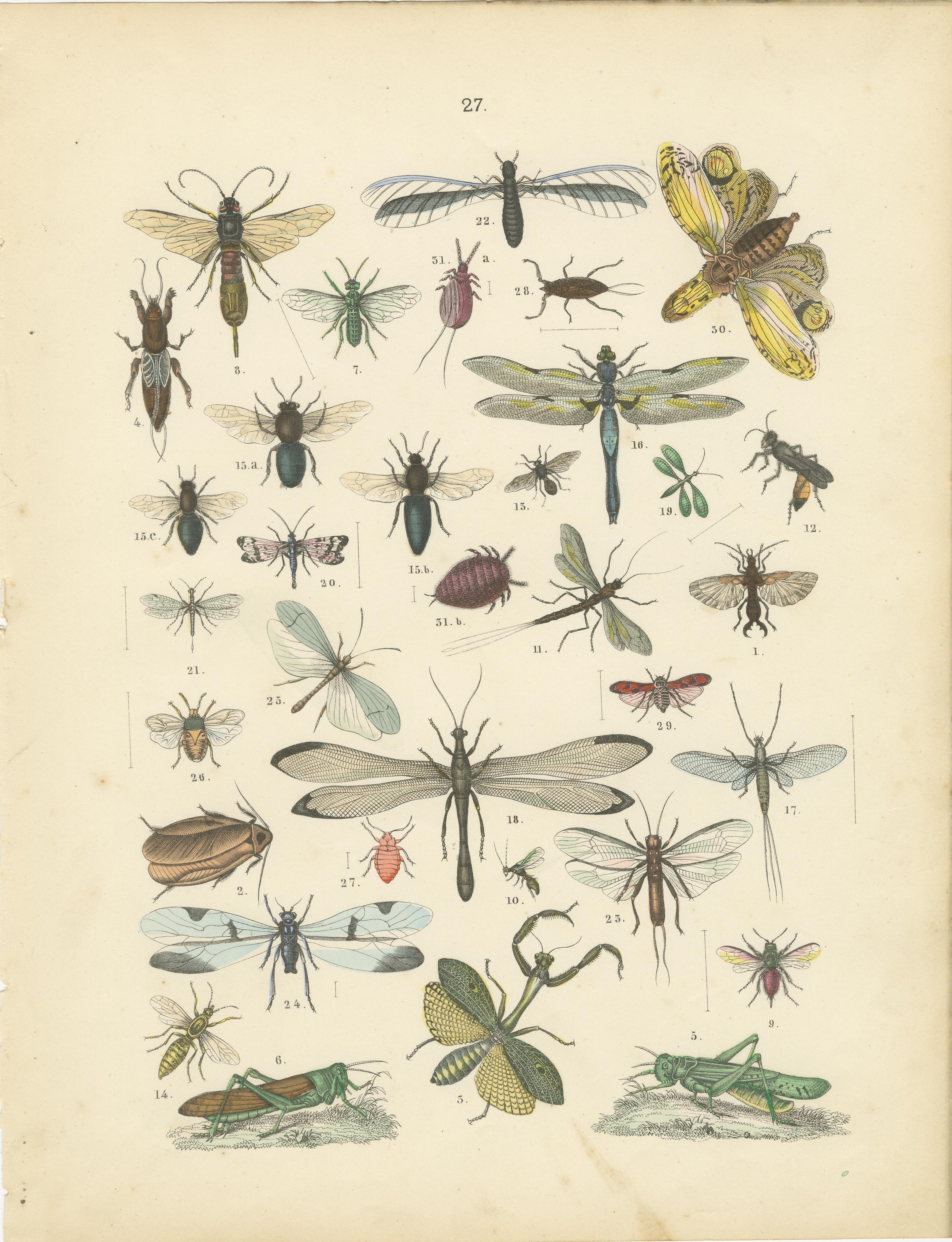 Zoology Print of Grasshoppers, Dragonflies, Wasps and Insects by T Bromme c1865 in vendita 2