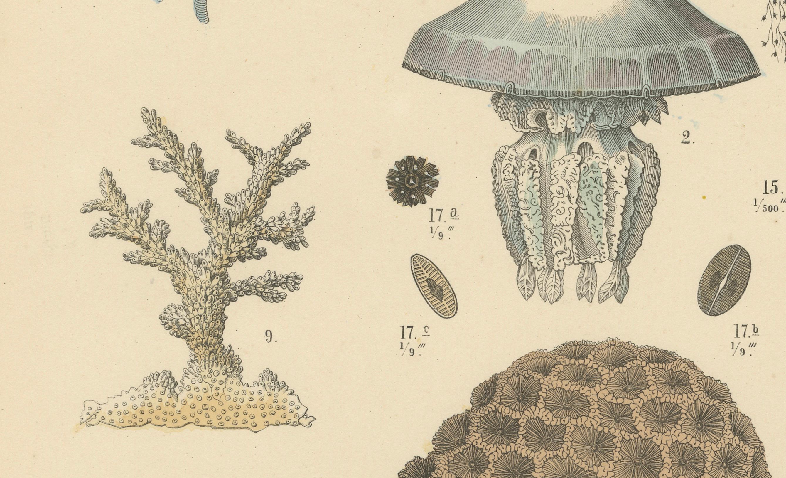 Zoology Print of Jellyfish, Corals and Marine Invertebrates by T Bromme c1865

This exceptional hand-colored lithograph, printed circa 1865 by German geographer and educator Traugott Bromme, illustrates a diverse selection of cnidarians and lower