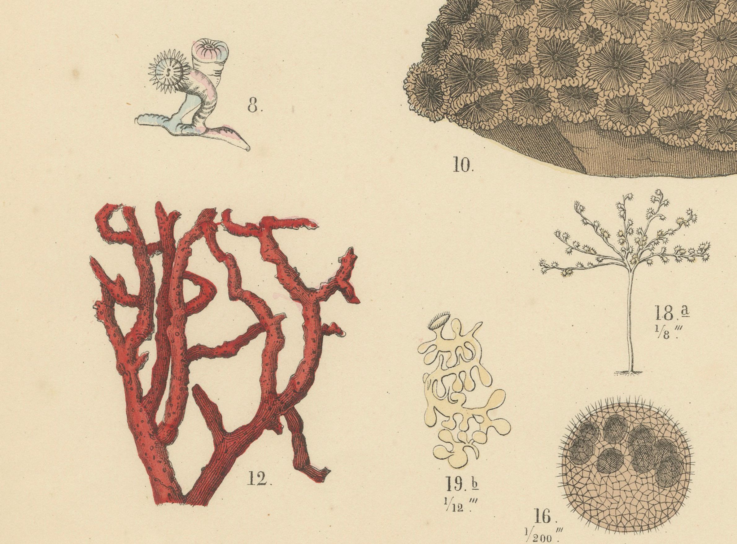 Tedesco Zoology Print of Jellyfish, Corals and Marine Invertebrates by T Bromme - c1865 in vendita