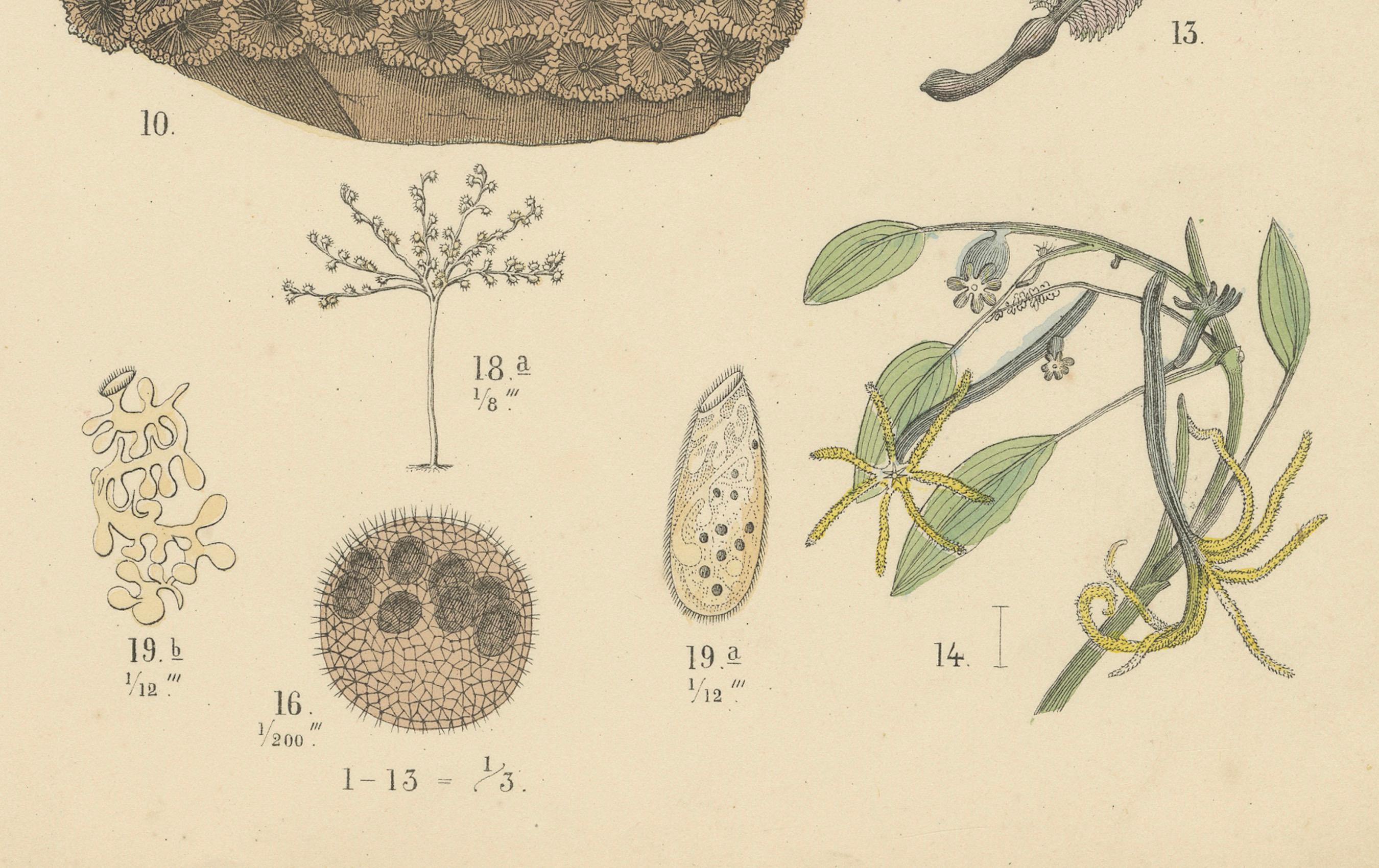 Zoology Print of Jellyfish, Corals and Marine Invertebrates by T Bromme - c1865 In condizioni buone in vendita a Langweer, NL