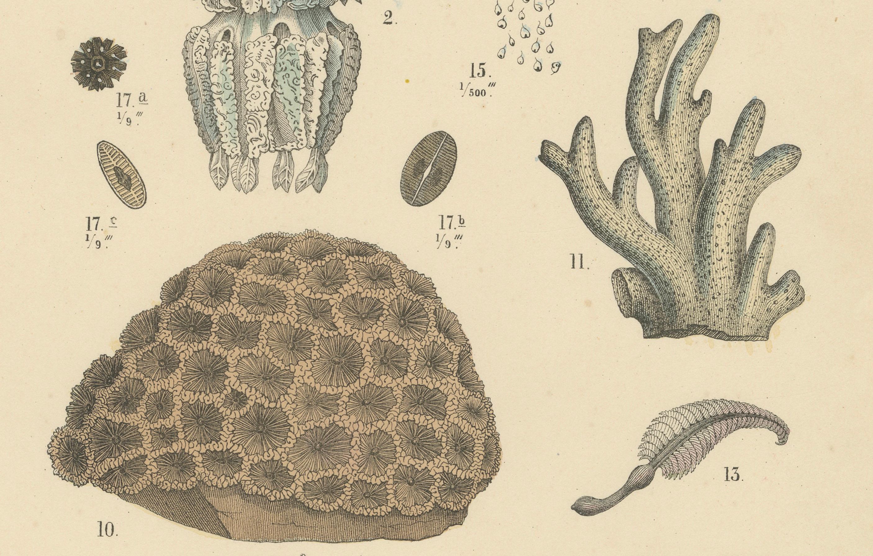 Metà XIX secolo Zoology Print of Jellyfish, Corals and Marine Invertebrates by T Bromme - c1865 in vendita