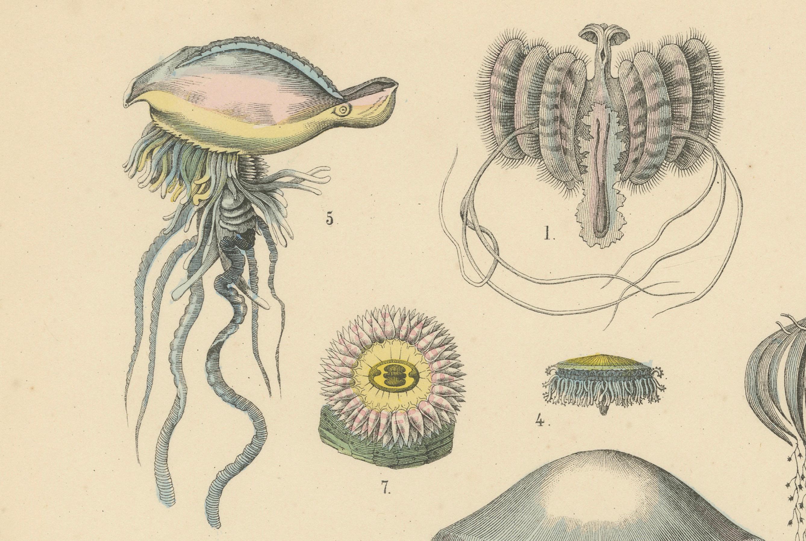 Carta Zoology Print of Jellyfish, Corals and Marine Invertebrates by T Bromme - c1865 in vendita