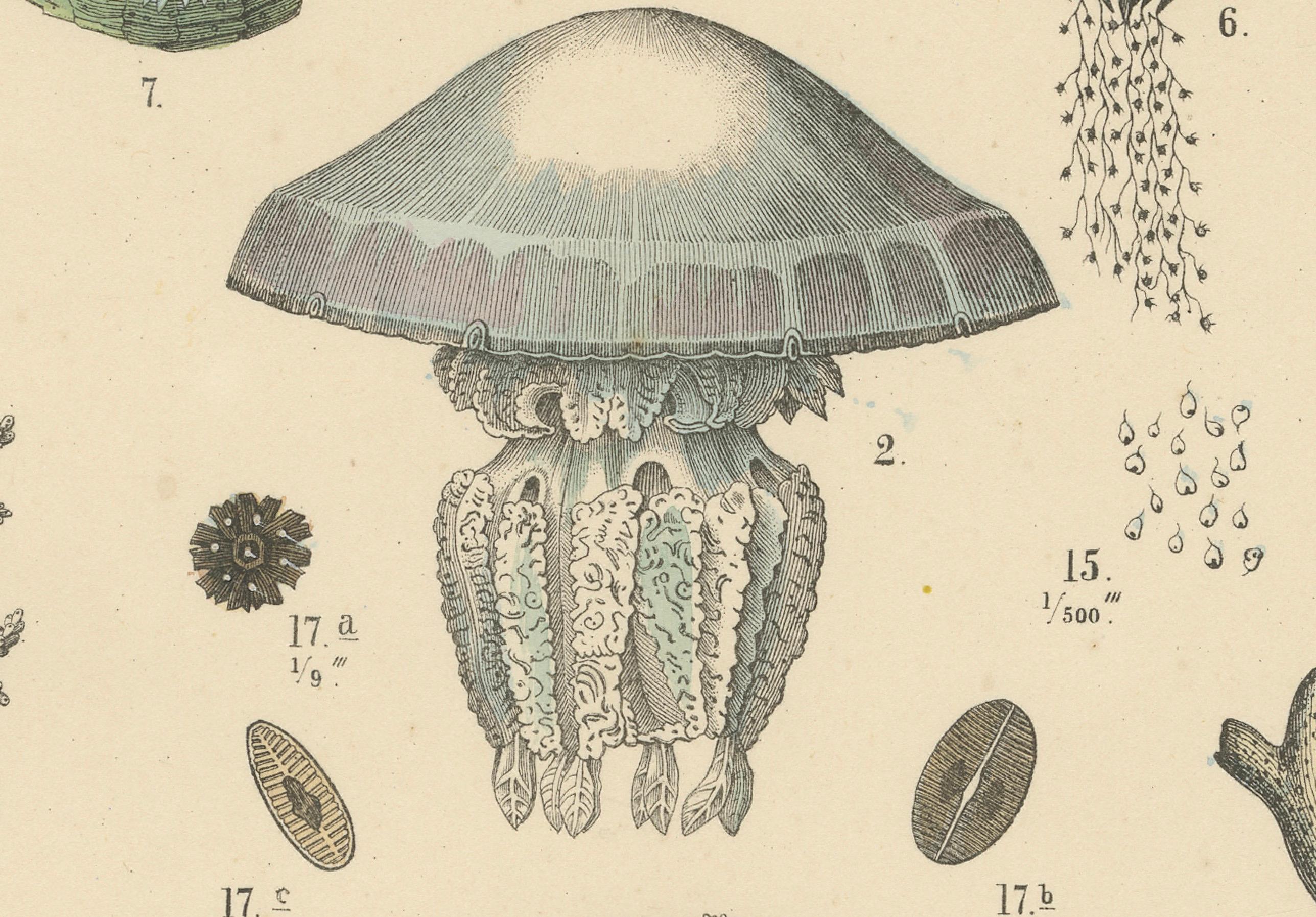 Zoology Print of Jellyfish, Corals and Marine Invertebrates by T Bromme - c1865 in vendita 1