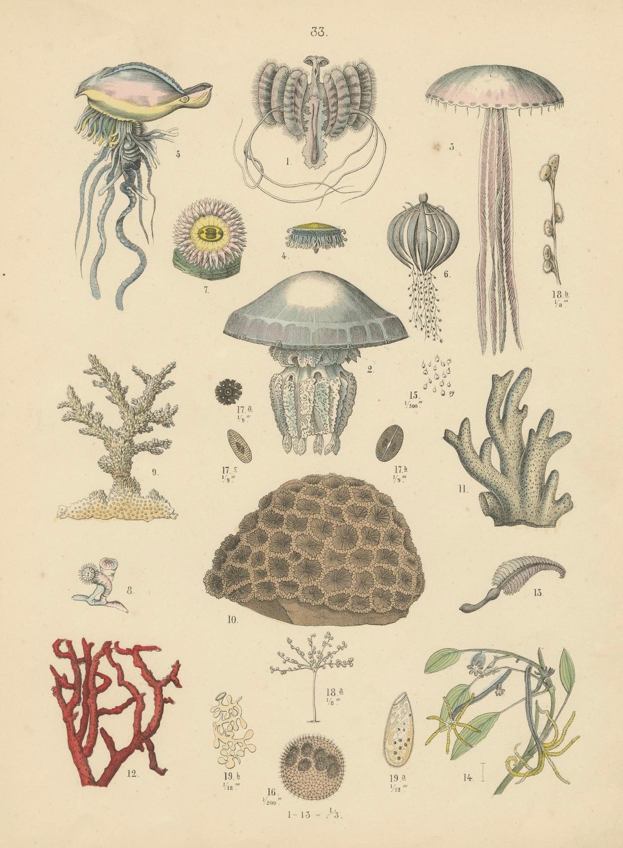 Zoology Print of Jellyfish, Corals and Marine Invertebrates by T Bromme - c1865 in vendita 2