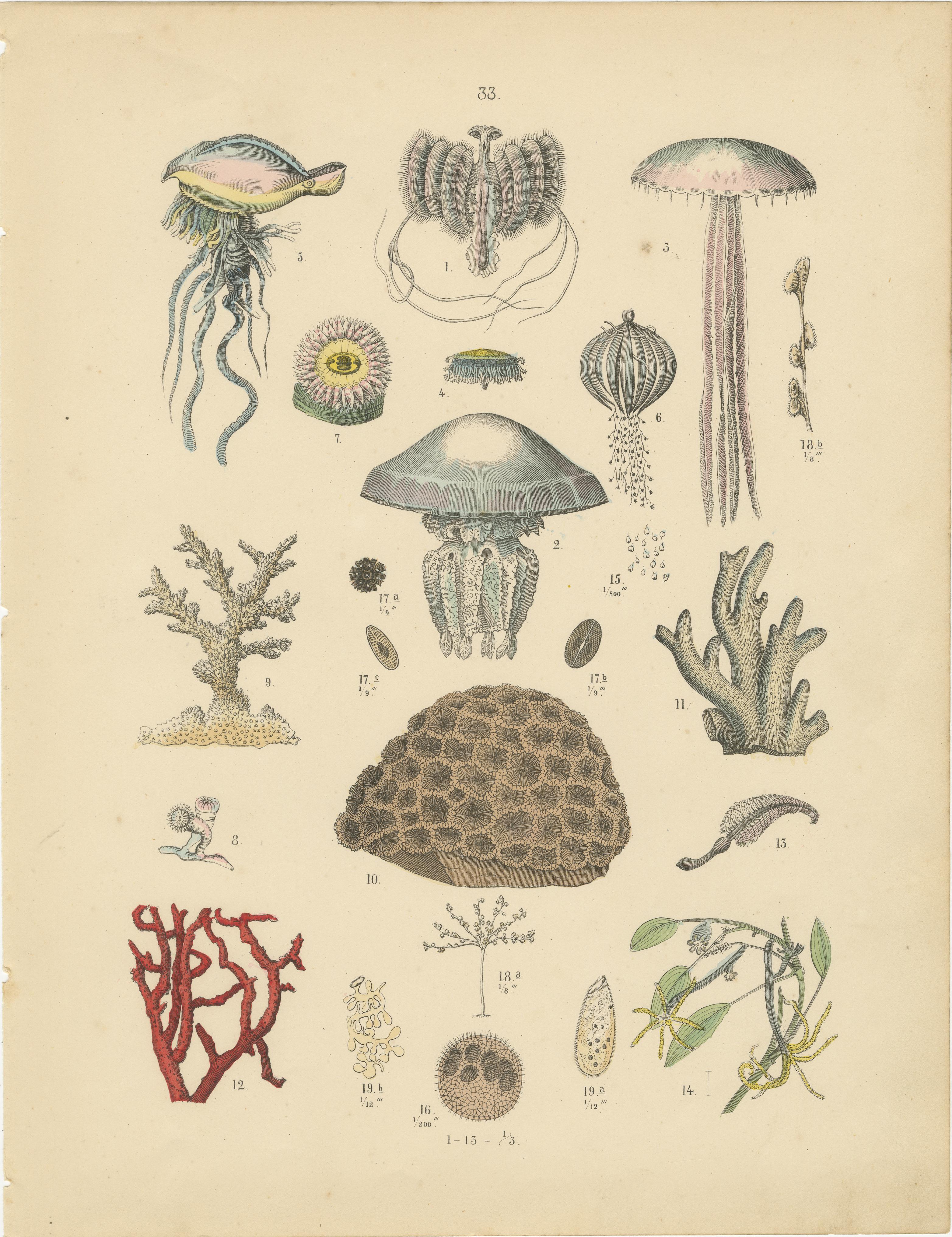 Zoology Print of Jellyfish, Corals and Marine Invertebrates by T Bromme - c1865 in vendita 3