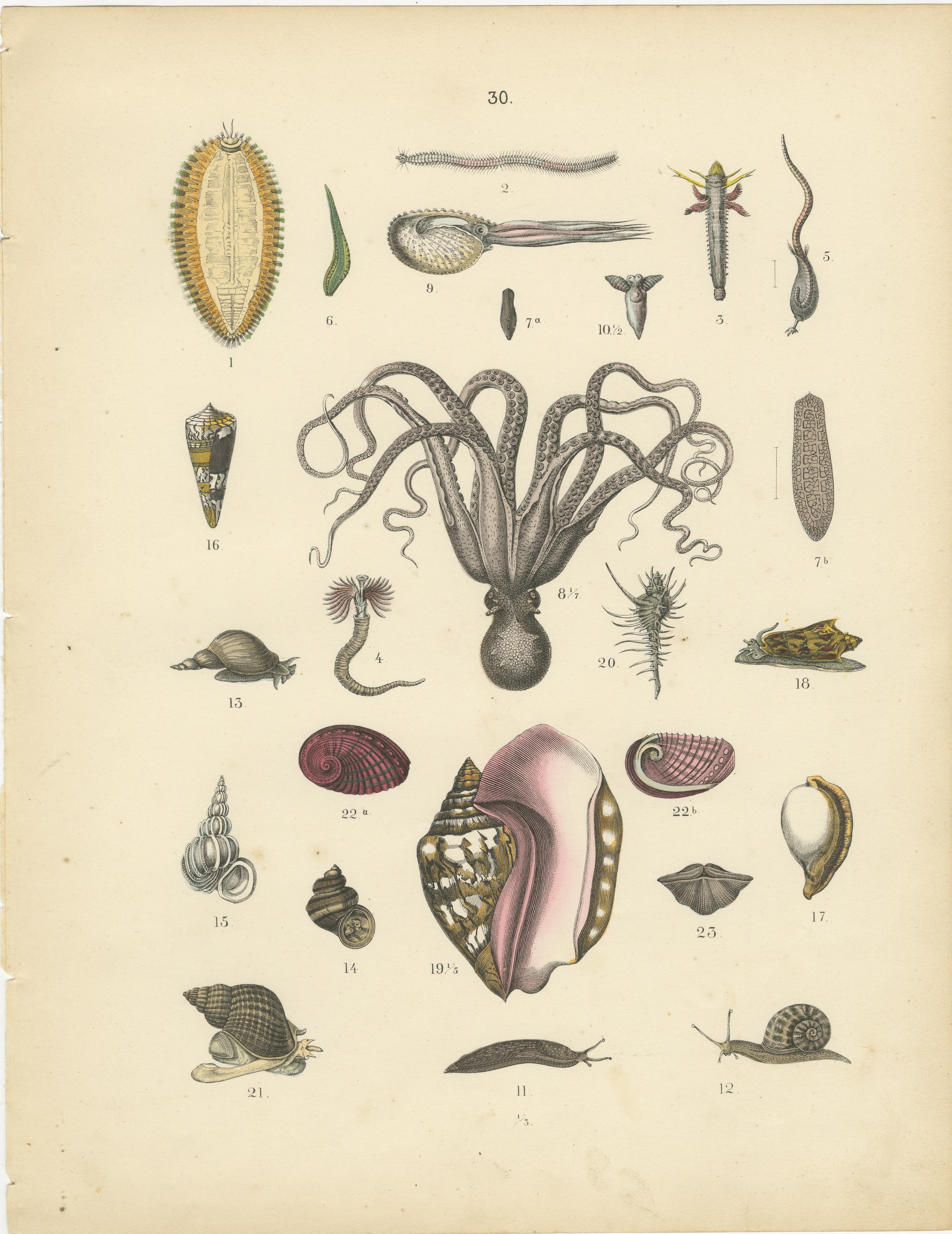 Zoology Print of Octopus, Slugs, Sea Shells and Marine Mollusks by T Bromme c1865

This beautifully hand-colored lithograph, published circa 1865 by German geographer and educator Traugott Bromme, showcases a diverse range of mollusks and related