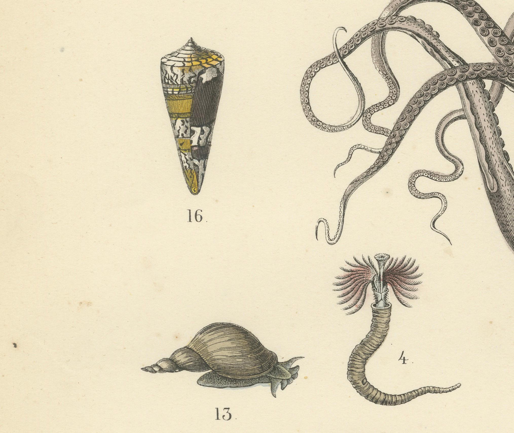 Allemand Zoology Print of Octopus, Slugs, Sea Shells and Marine Mollusks by T Bromme 1865 en vente