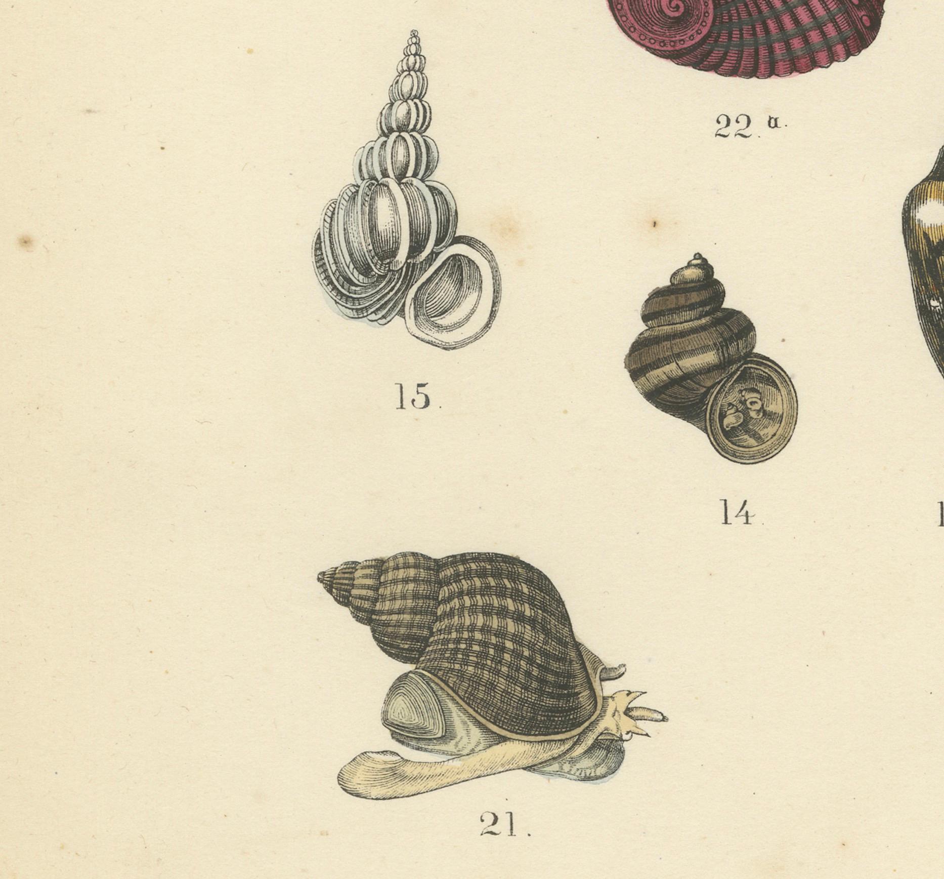 Zoology Print of Octopus, Slugs, Sea Shells and Marine Mollusks by T Bromme 1865 Bon état - En vente à Langweer, NL