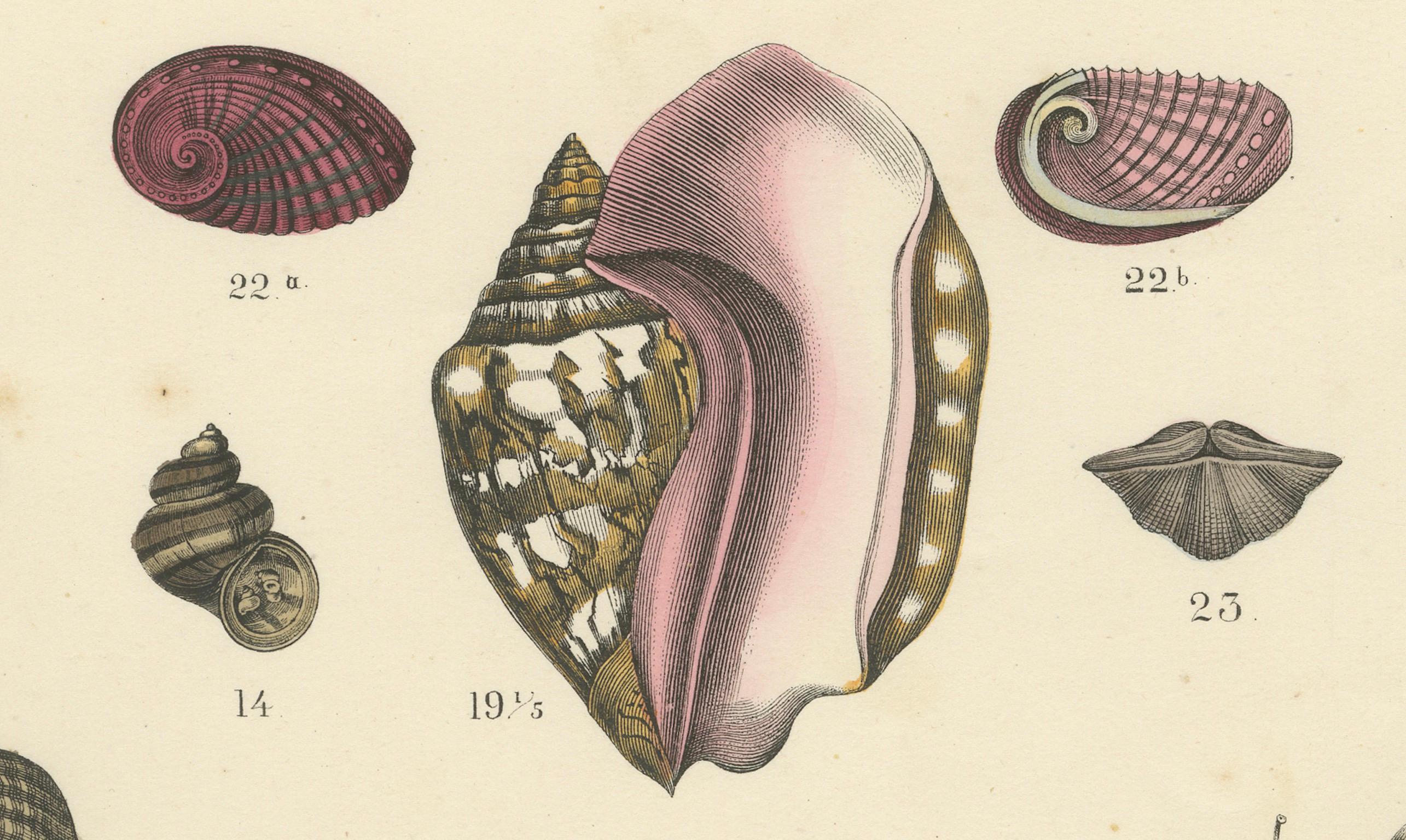 Papier Zoology Print of Octopus, Slugs, Sea Shells and Marine Mollusks by T Bromme 1865 en vente