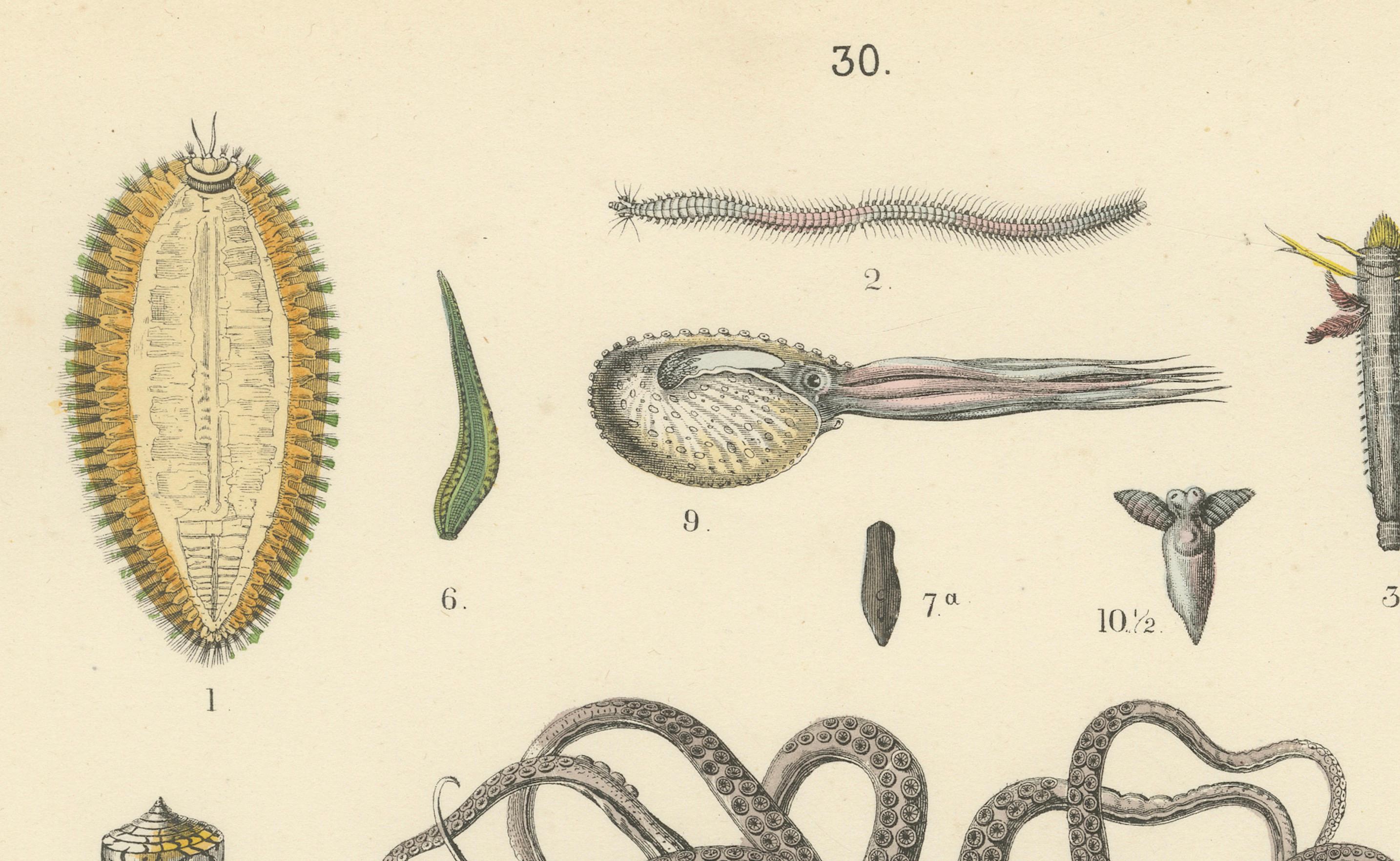 Zoology Print of Octopus, Slugs, Sea Shells and Marine Mollusks by T Bromme 1865 en vente 1