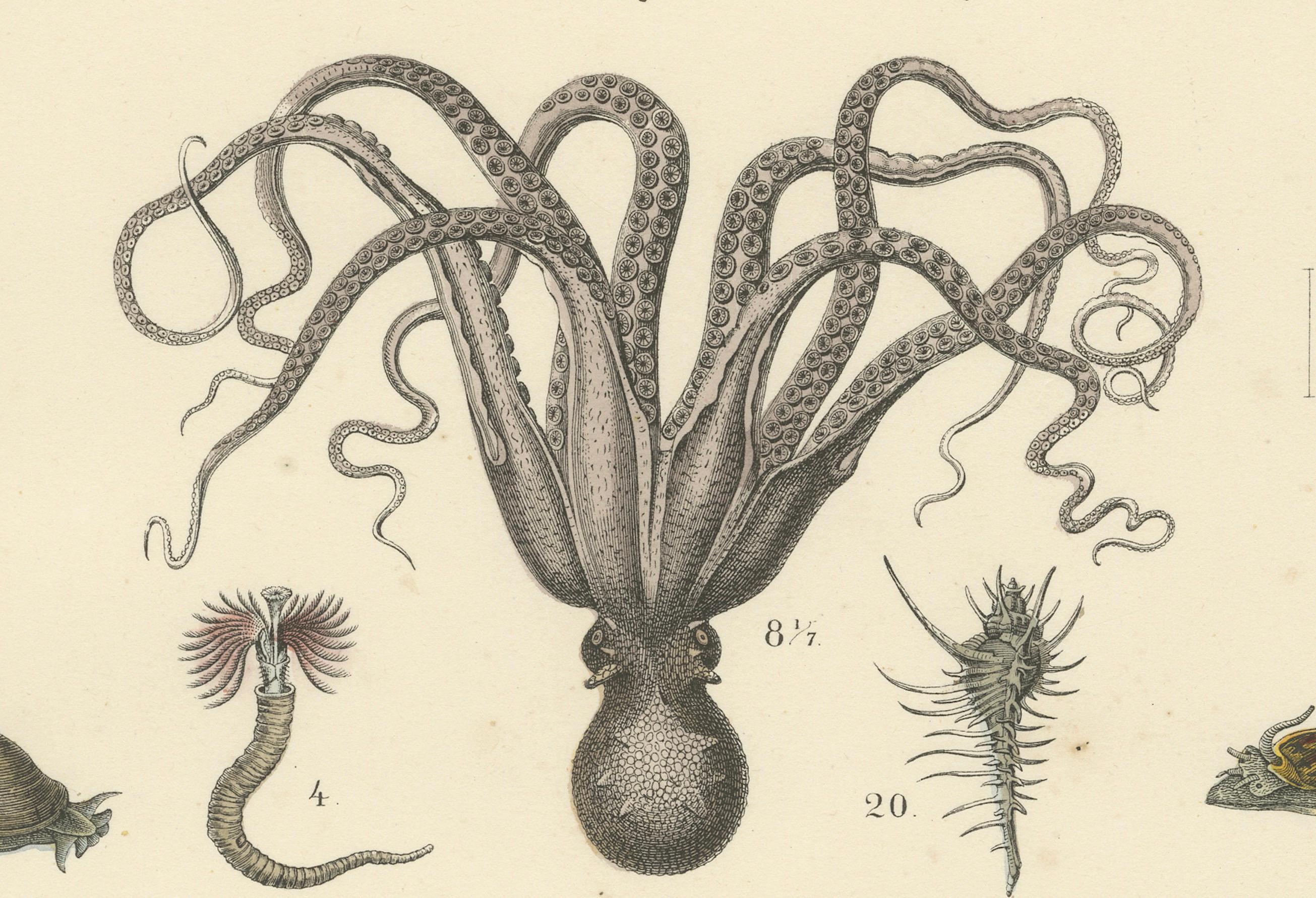 Zoology Print of Octopus, Slugs, Sea Shells and Marine Mollusks by T Bromme 1865 en vente 2