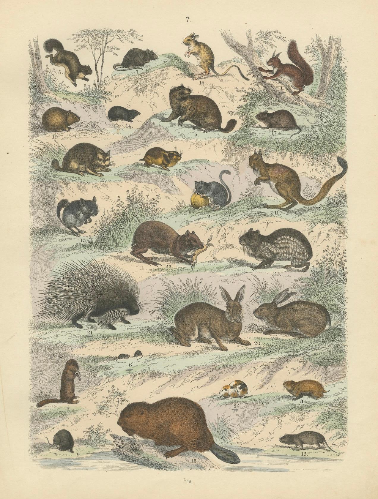 Zoology Print of Rodents, Squirrels, Hares and Beavers by T Bromme, c1865 in vendita 4