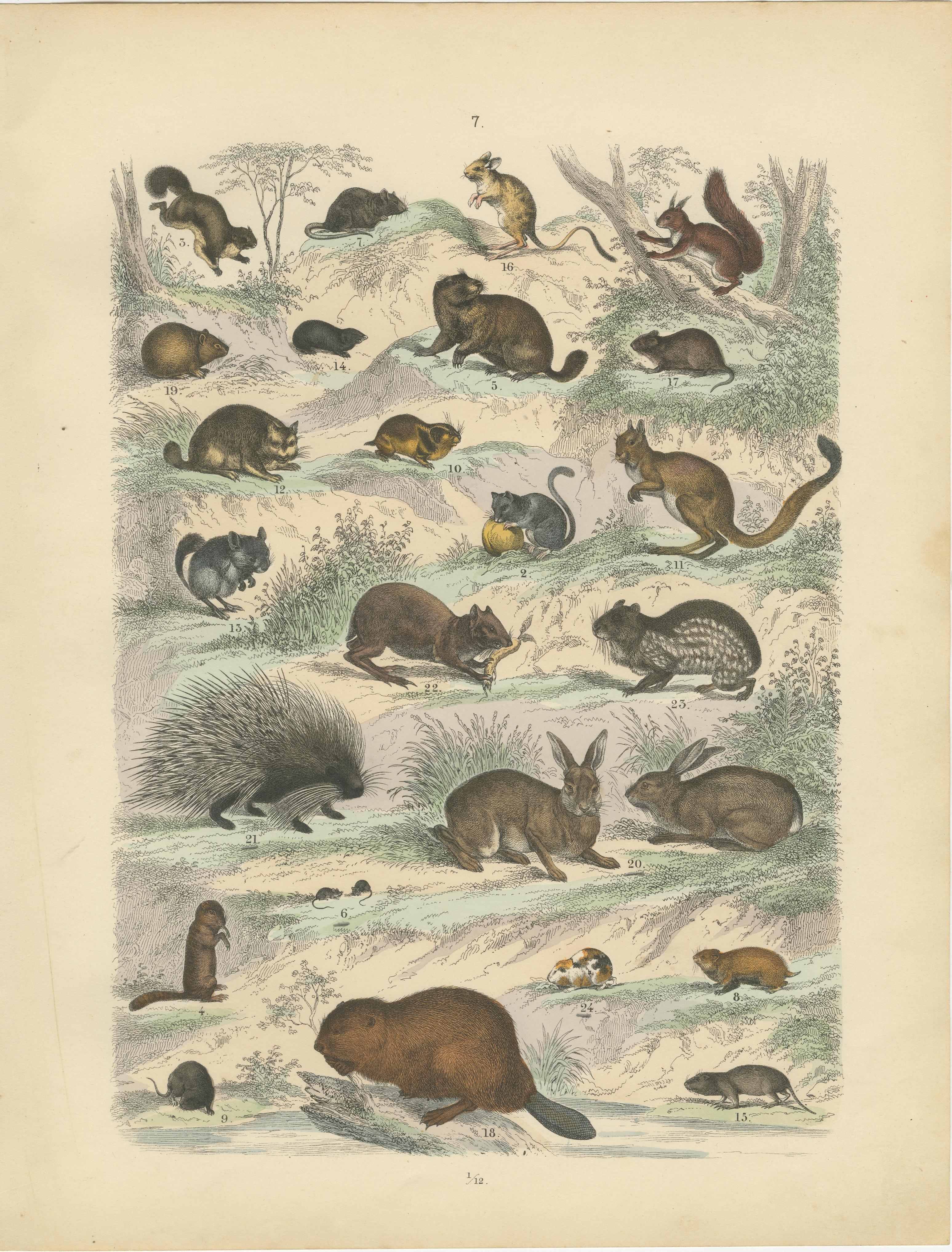 Zoology Print of Rodents, Squirrels, Hares and Beavers by T Bromme, c1865

This beautifully hand-colored zoological lithograph dates to around 1865 and is attributed to German geographer and publisher Traugott Bromme. It was likely issued as part of