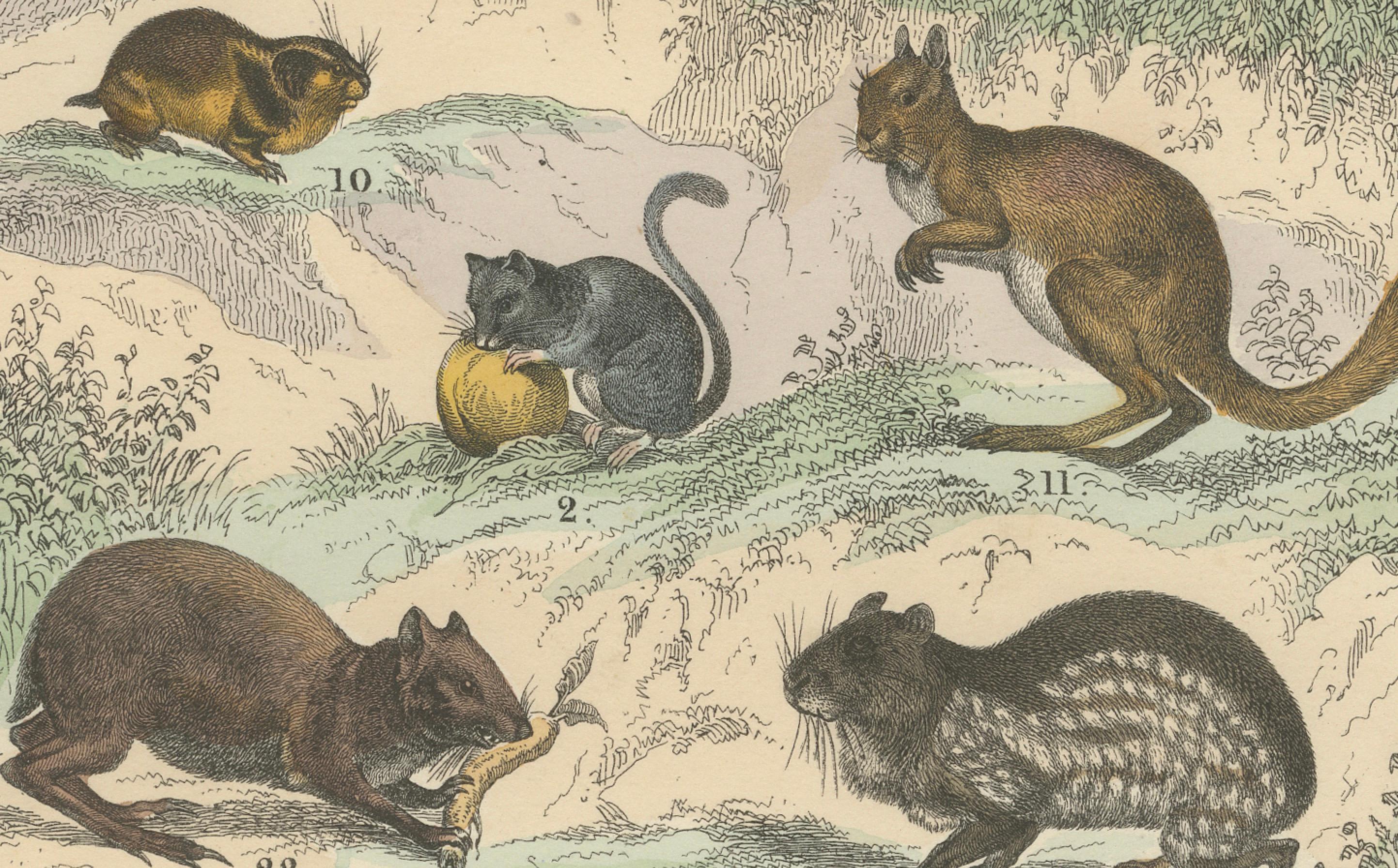 Tedesco Zoology Print of Rodents, Squirrels, Hares and Beavers by T Bromme, c1865 in vendita