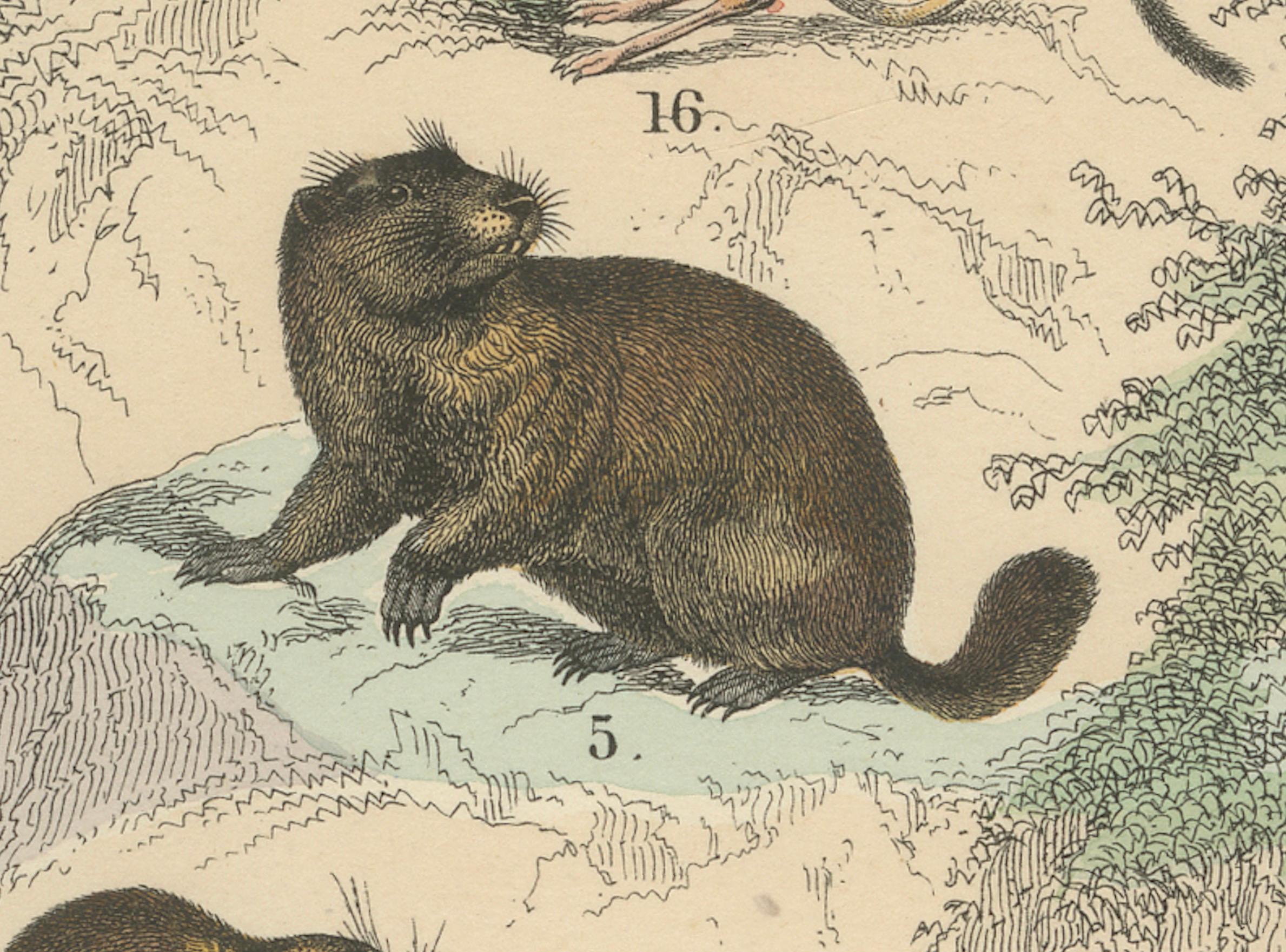 Zoology Print of Rodents, Squirrels, Hares and Beavers by T Bromme, c1865 In condizioni buone in vendita a Langweer, NL