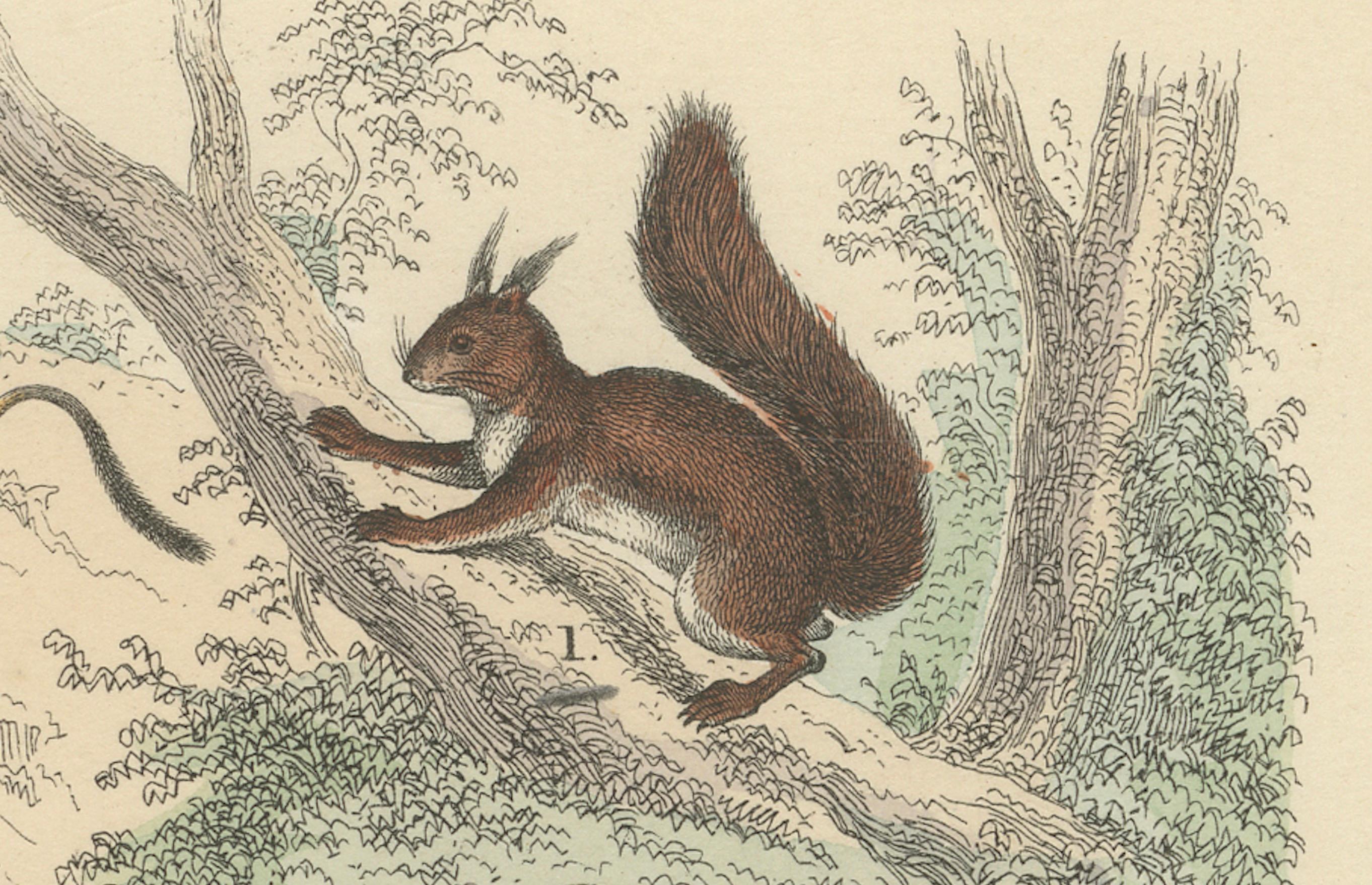 Metà XIX secolo Zoology Print of Rodents, Squirrels, Hares and Beavers by T Bromme, c1865 in vendita