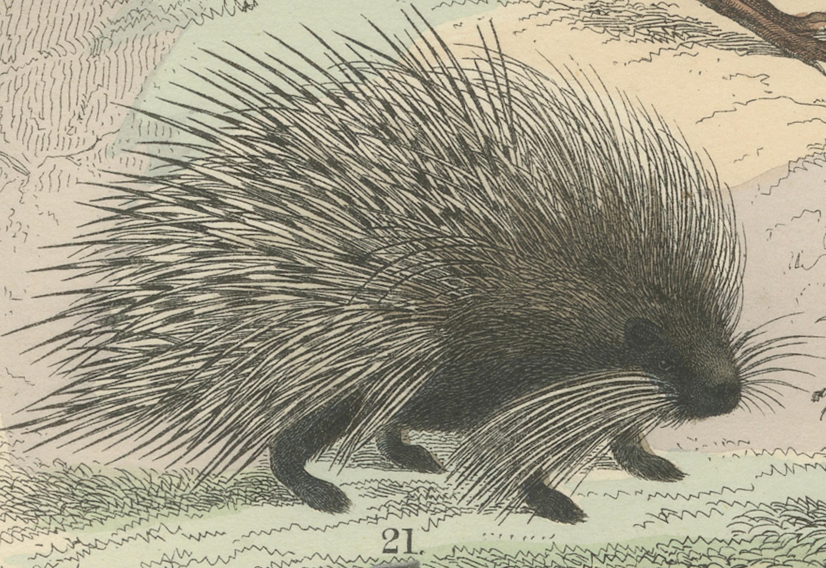 Zoology Print of Rodents, Squirrels, Hares and Beavers by T Bromme, c1865 in vendita 1