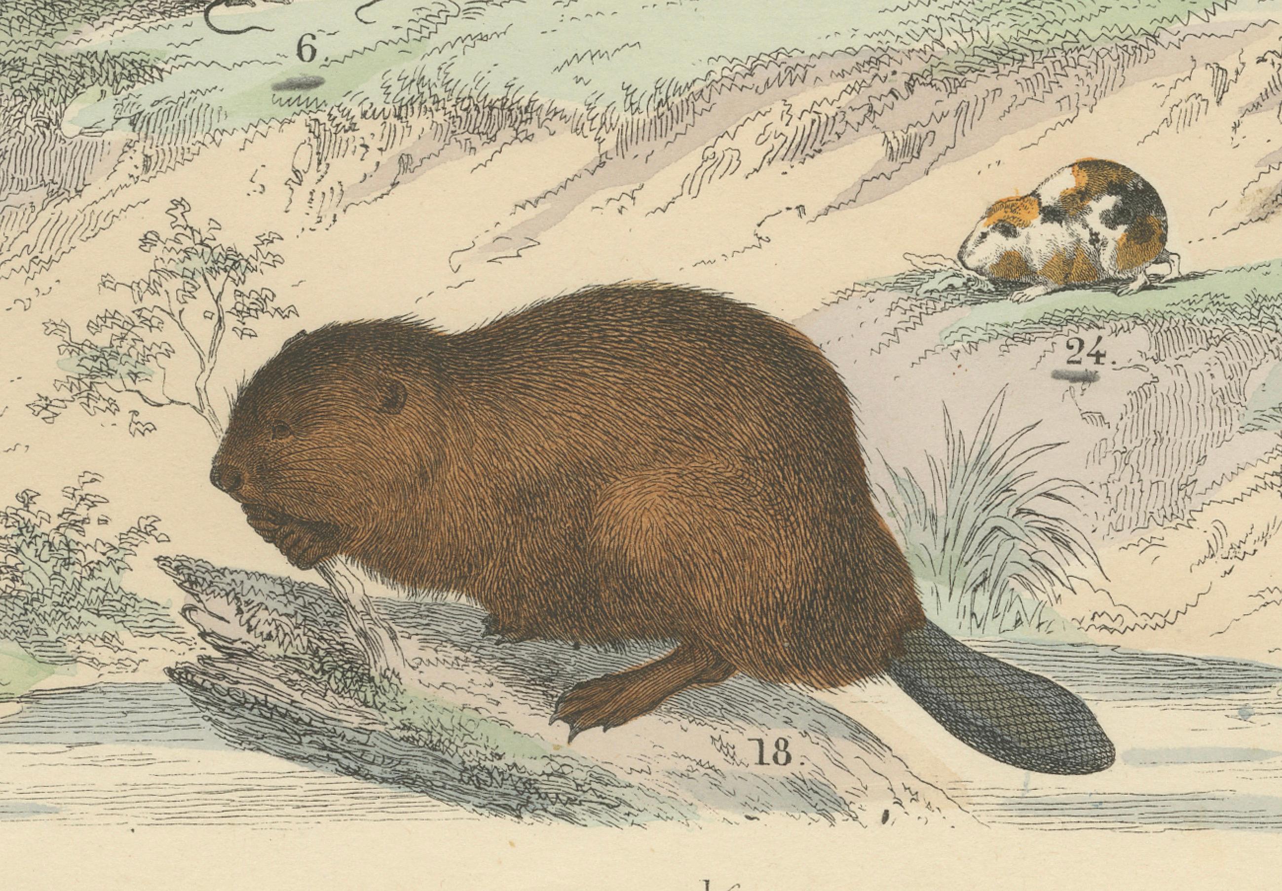 Zoology Print of Rodents, Squirrels, Hares and Beavers by T Bromme, c1865 in vendita 2