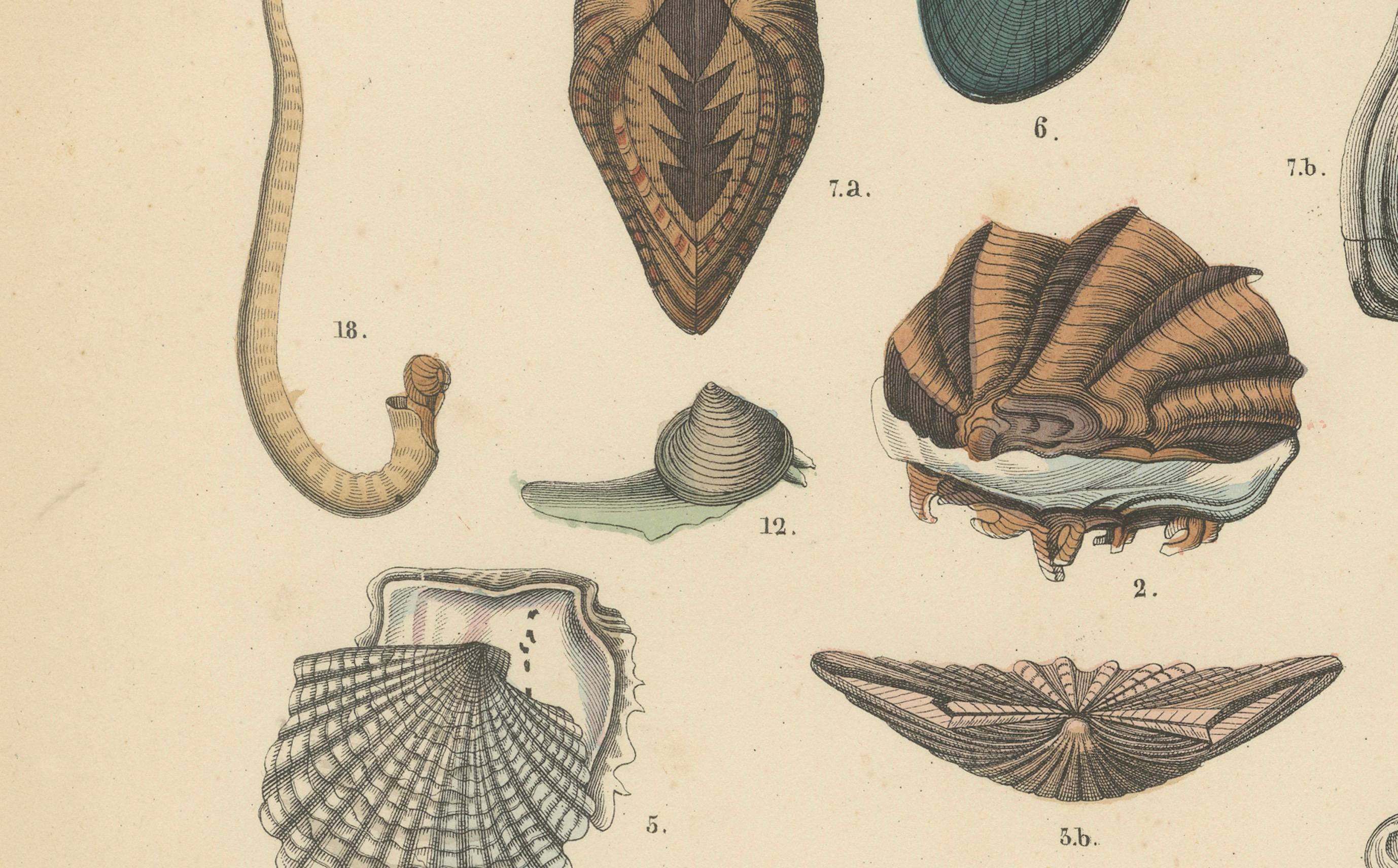 Zoology Print of Scallops, Oysters, Mussels and Bivalve Shells by T Bromme c1865

This 19th-century hand-colored lithograph, published circa 1865 by German geographer and author Traugott Bromme, illustrates a wide variety of mollusks and bivalve