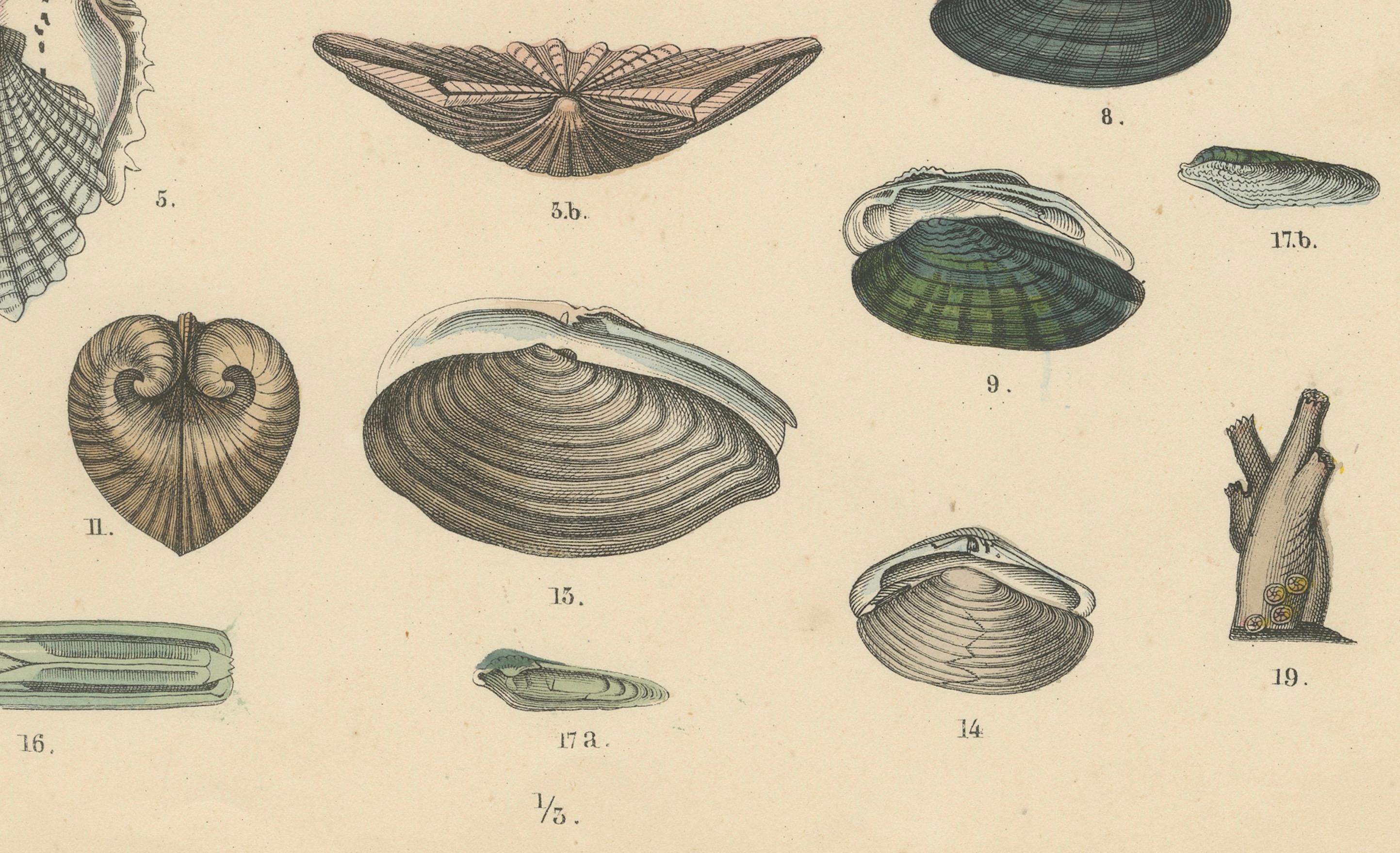 Tedesco Zoology Print of Scallops, Oysters, Mussels and Bivalve Shells by T Bromme c1865 in vendita