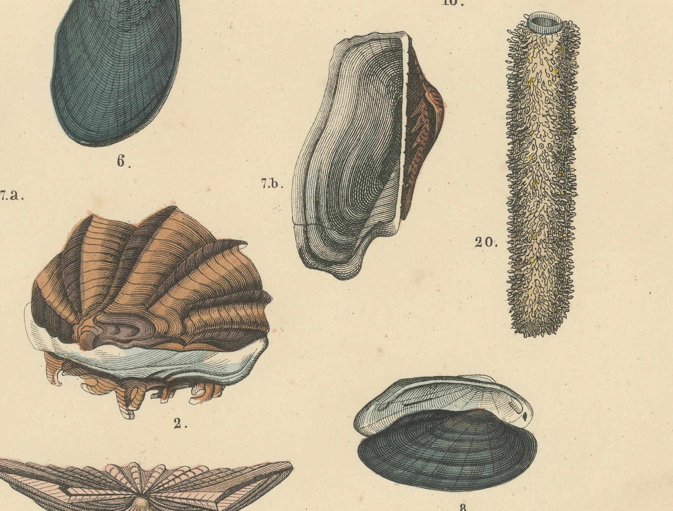 Zoology Print of Scallops, Oysters, Mussels and Bivalve Shells by T Bromme c1865 In condizioni buone in vendita a Langweer, NL