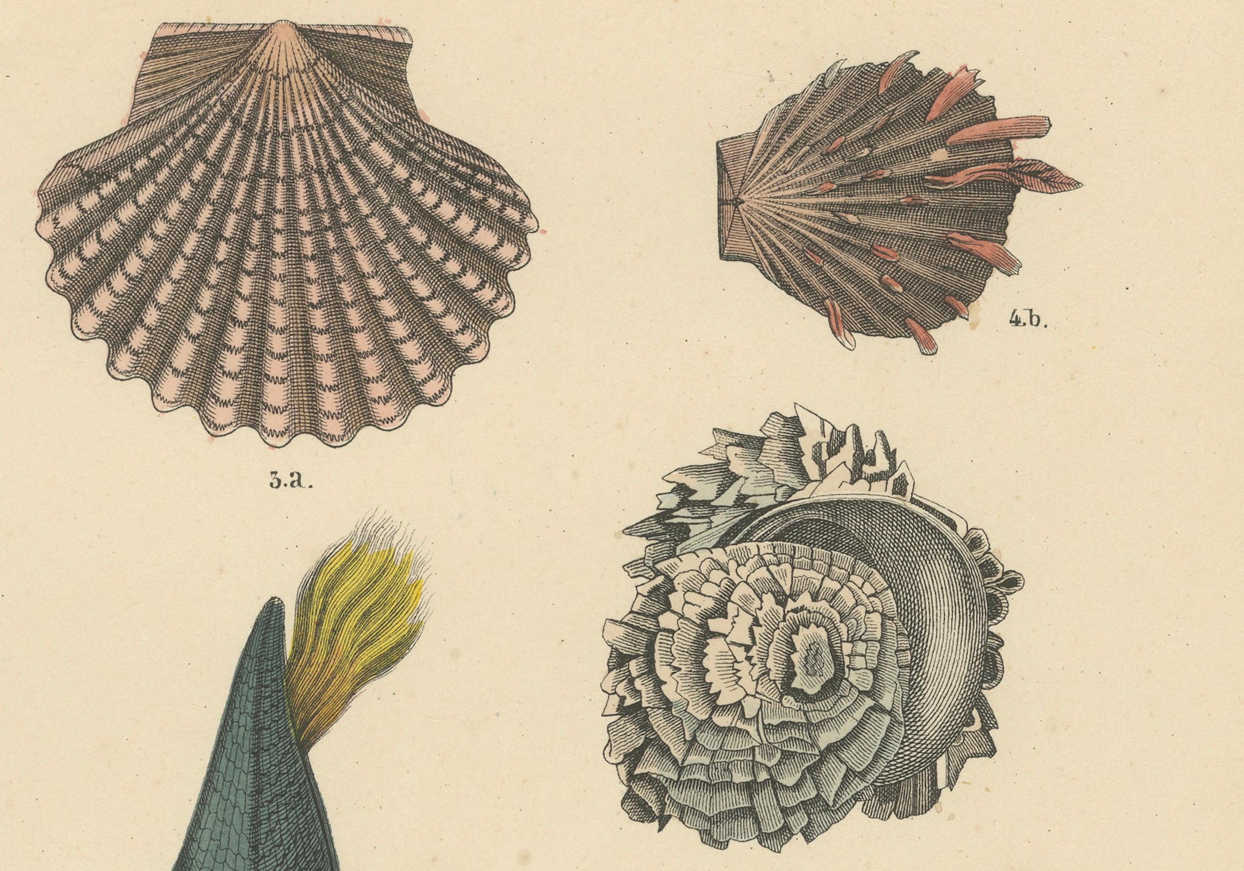 Metà XIX secolo Zoology Print of Scallops, Oysters, Mussels and Bivalve Shells by T Bromme c1865 in vendita