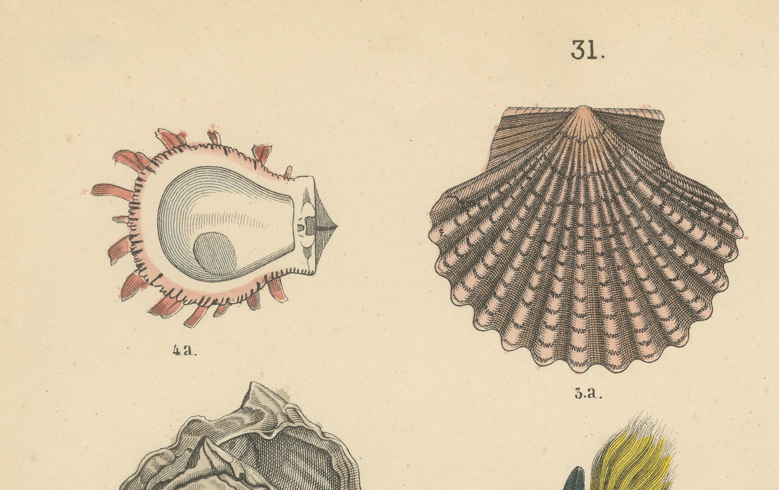 Carta Zoology Print of Scallops, Oysters, Mussels and Bivalve Shells by T Bromme c1865 in vendita
