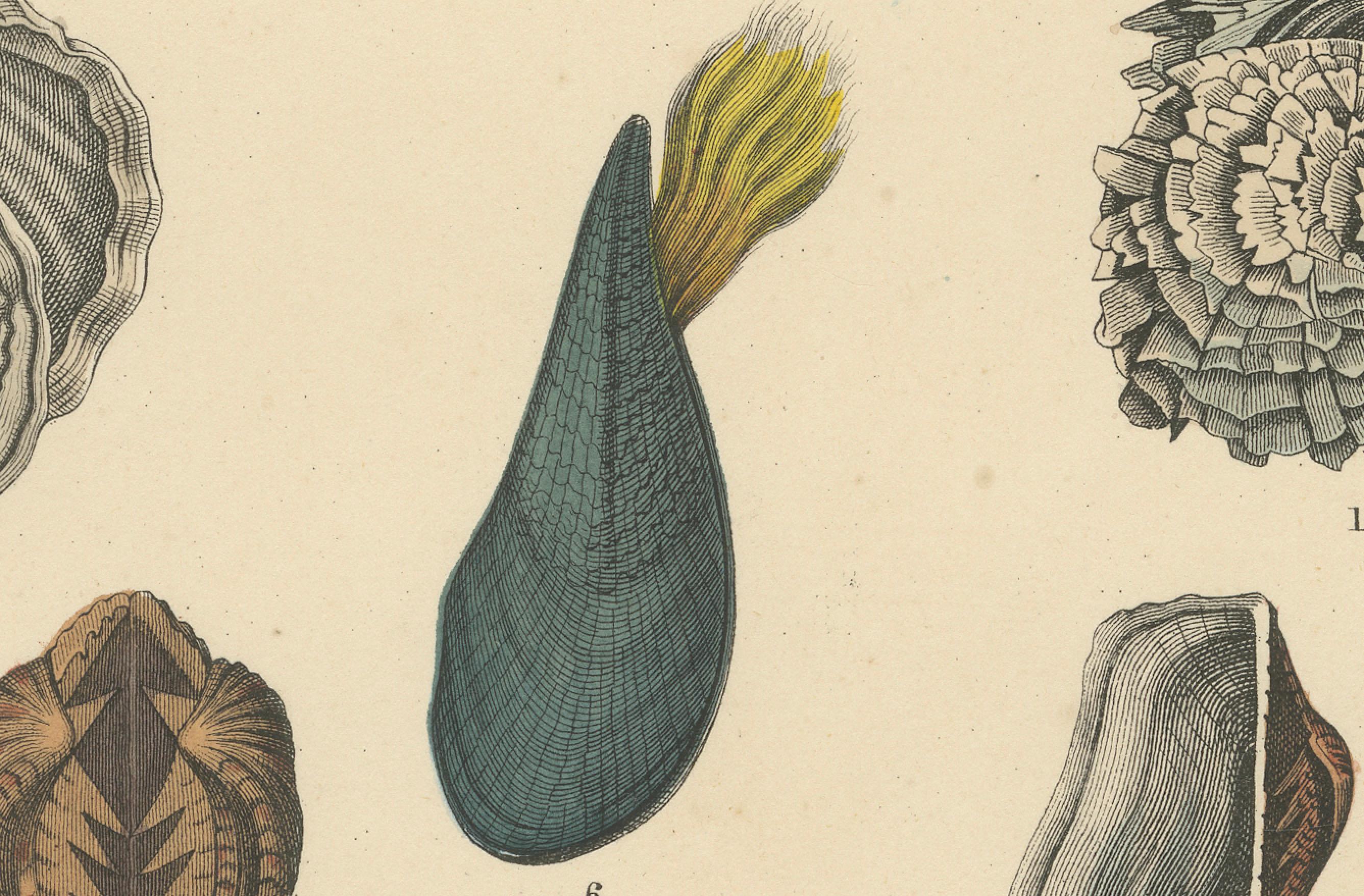 Zoology Print of Scallops, Oysters, Mussels and Bivalve Shells by T Bromme c1865 in vendita 1