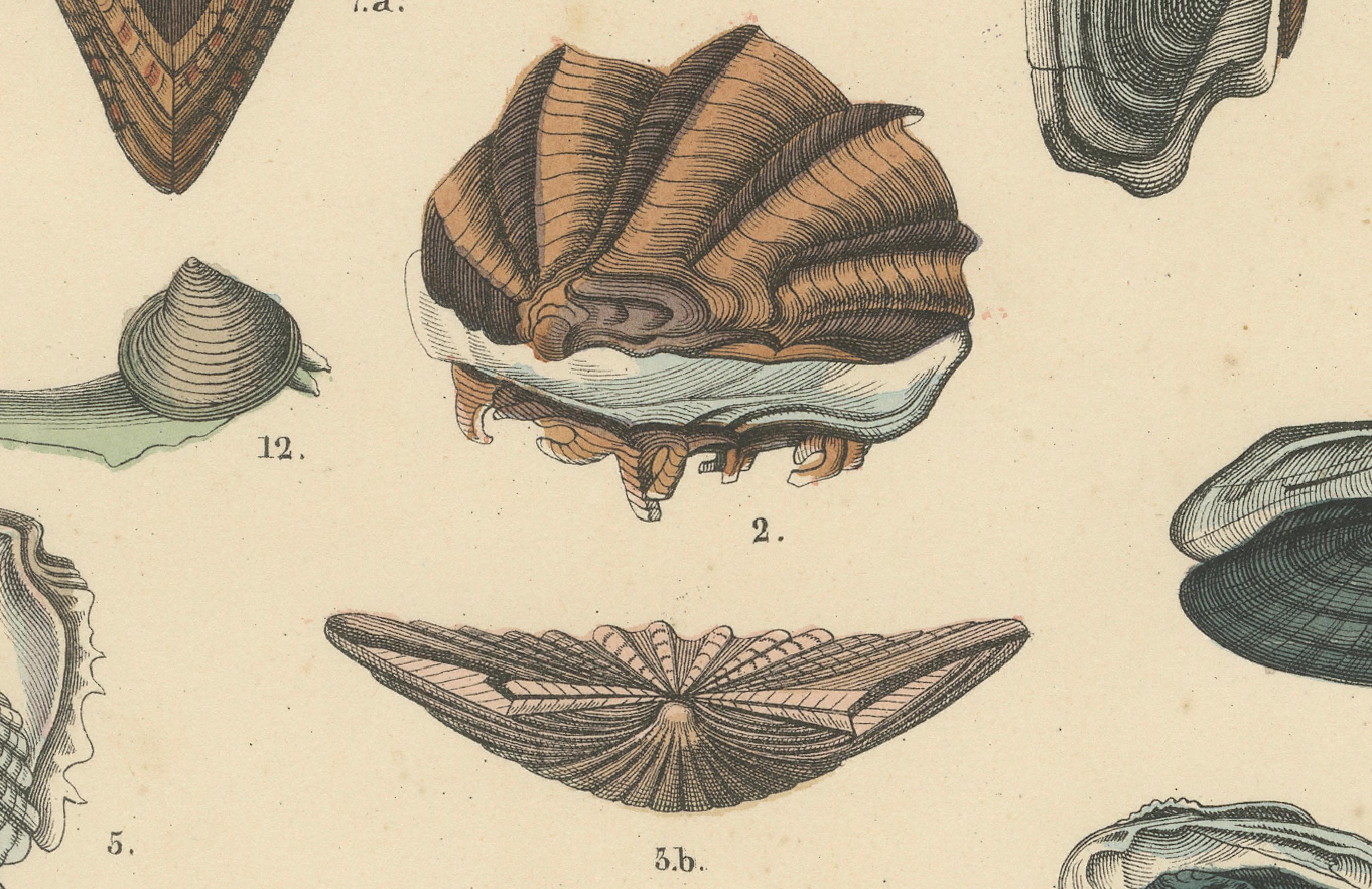 Zoology Print of Scallops, Oysters, Mussels and Bivalve Shells by T Bromme c1865 in vendita 2
