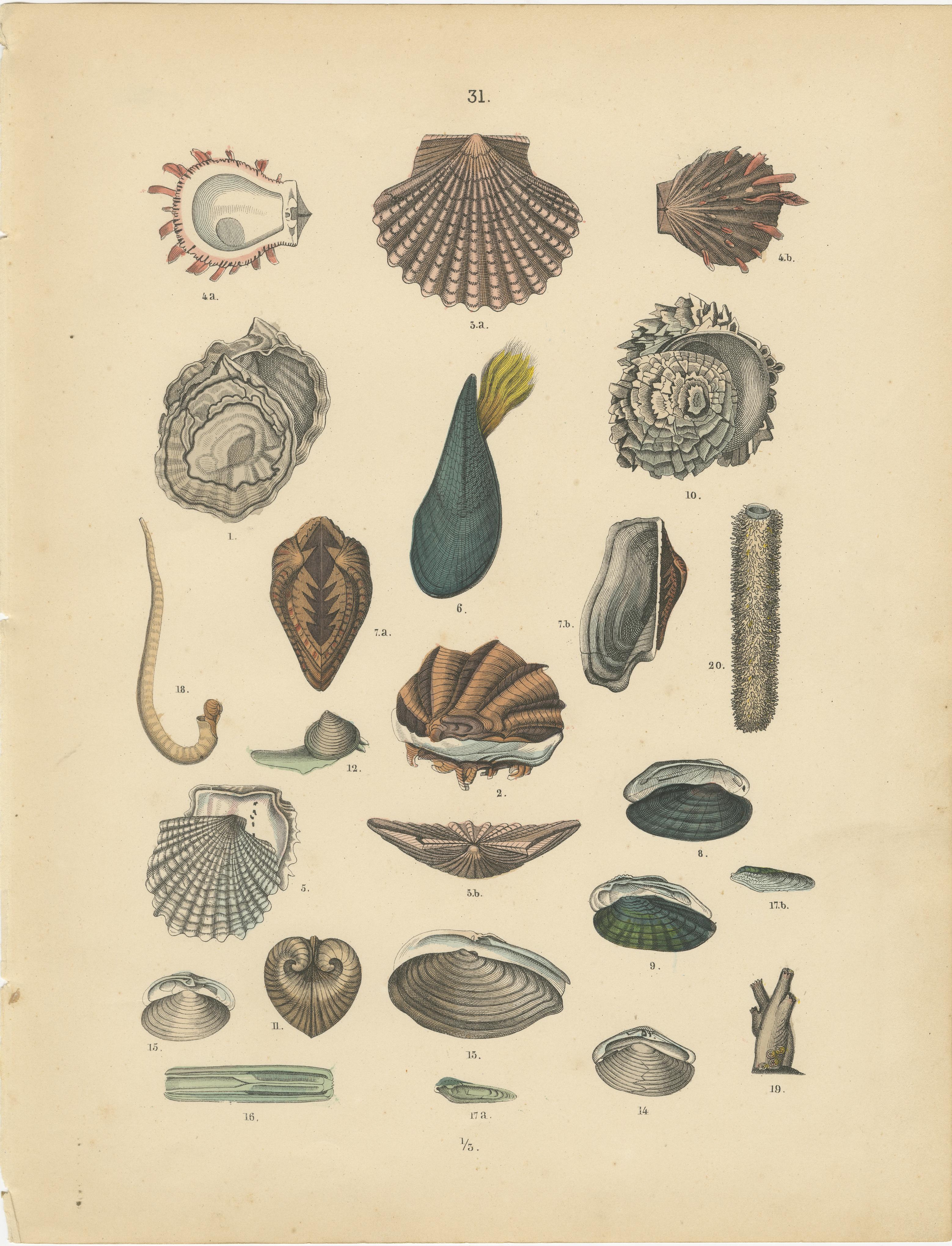 Zoology Print of Scallops, Oysters, Mussels and Bivalve Shells by T Bromme c1865 in vendita 3