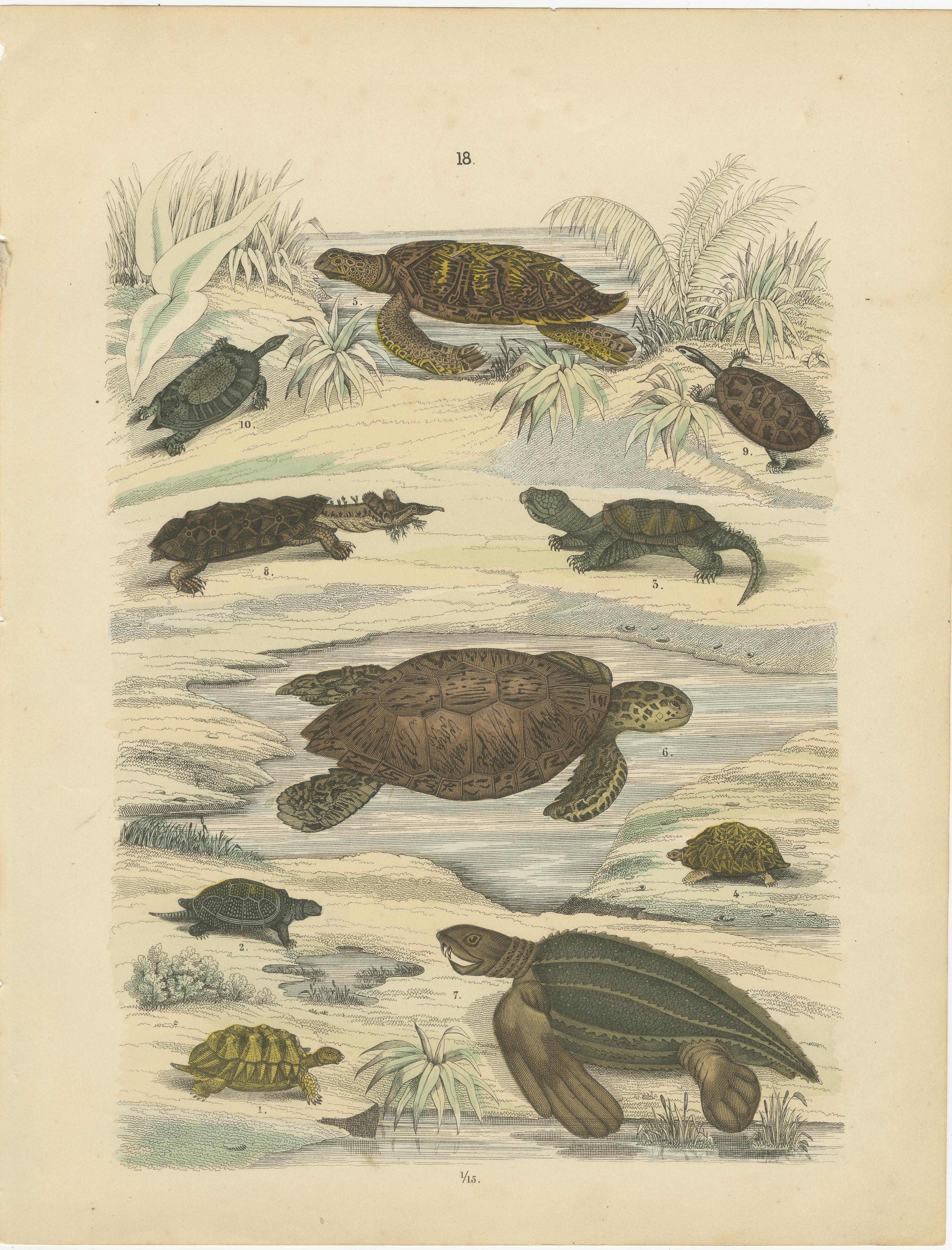 Zoology Print of Sea Turtles and Land Tortoises by T Bromme circa 1865

This original hand-colored lithograph, printed circa 1865 by German geographer and publisher Traugott Bromme, features a beautifully arranged selection of turtles and tortoises