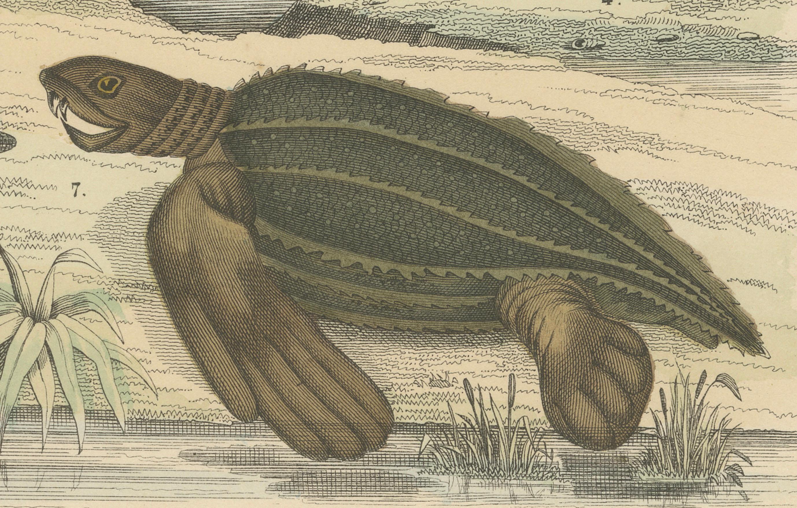 Allemand Zoology Print of Sea Turtles and Land Tortoises by T Bromme circa 1865 en vente