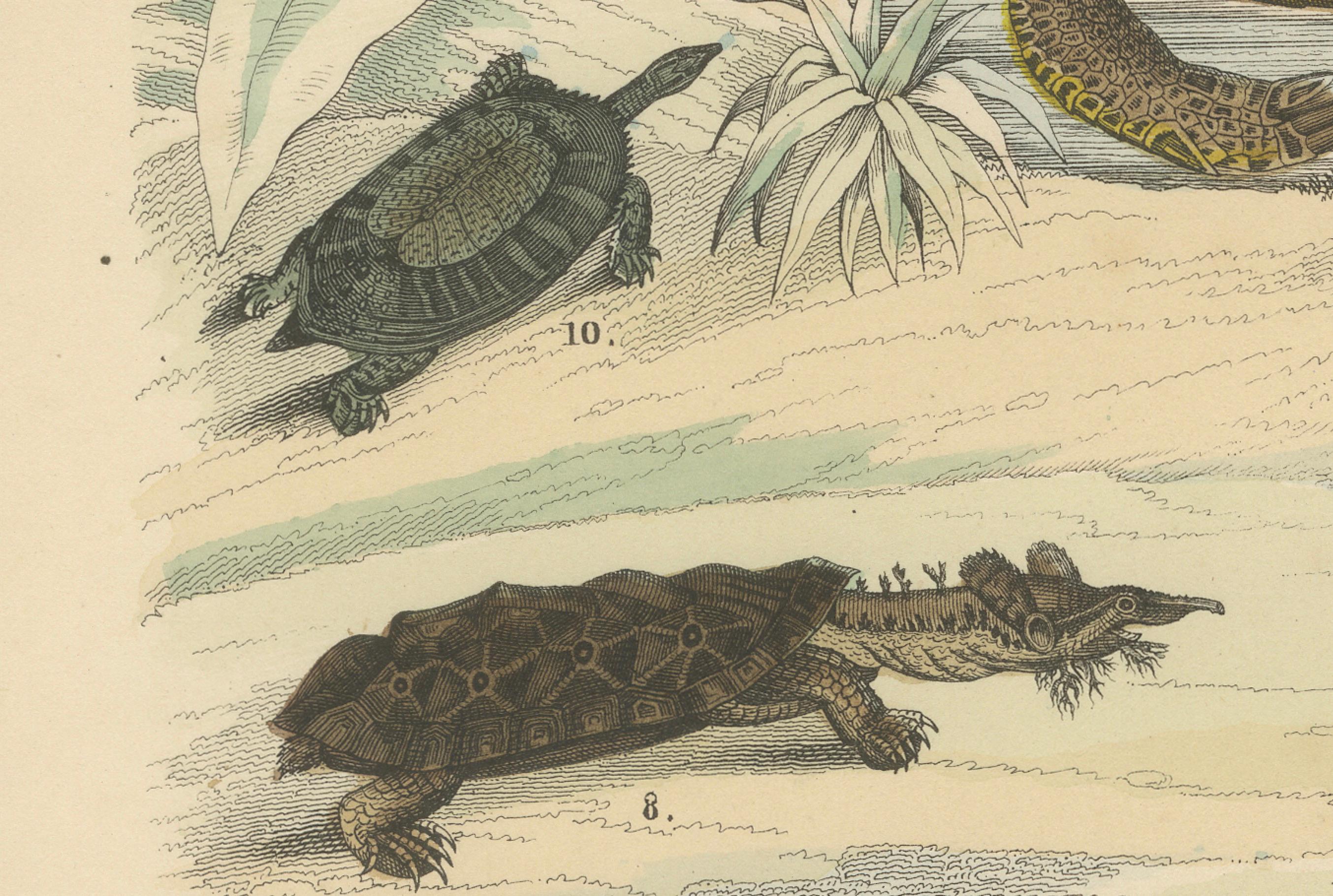 Zoology Print of Sea Turtles and Land Tortoises by T Bromme circa 1865 Bon état - En vente à Langweer, NL