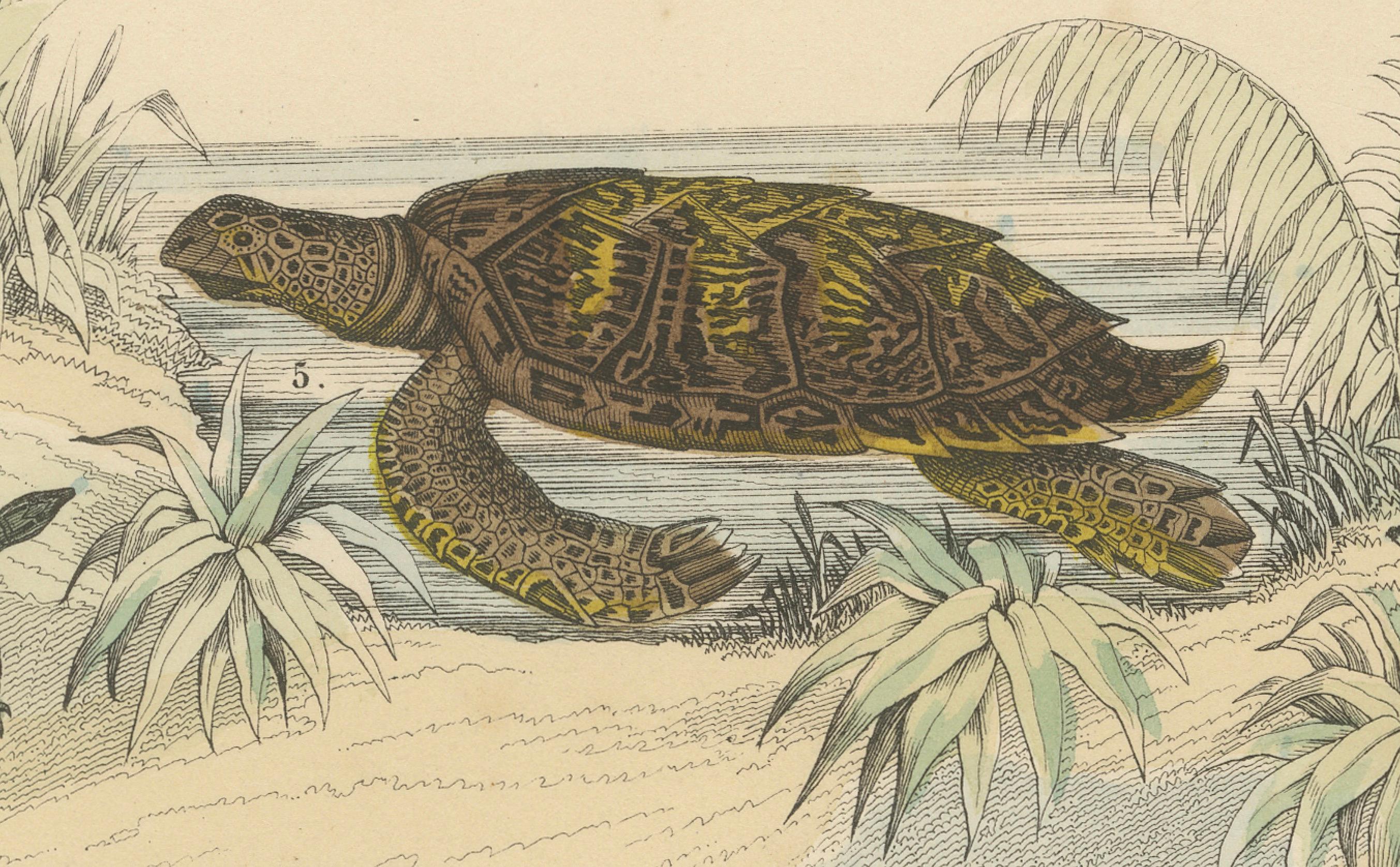 Milieu du XIXe siècle Zoology Print of Sea Turtles and Land Tortoises by T Bromme circa 1865 en vente