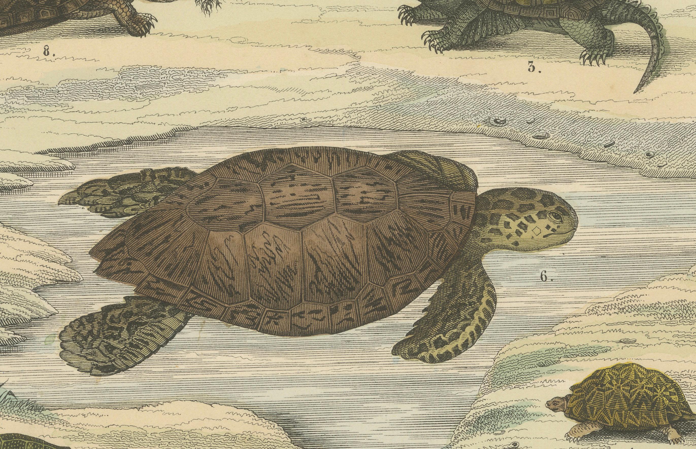Papier Zoology Print of Sea Turtles and Land Tortoises by T Bromme circa 1865 en vente