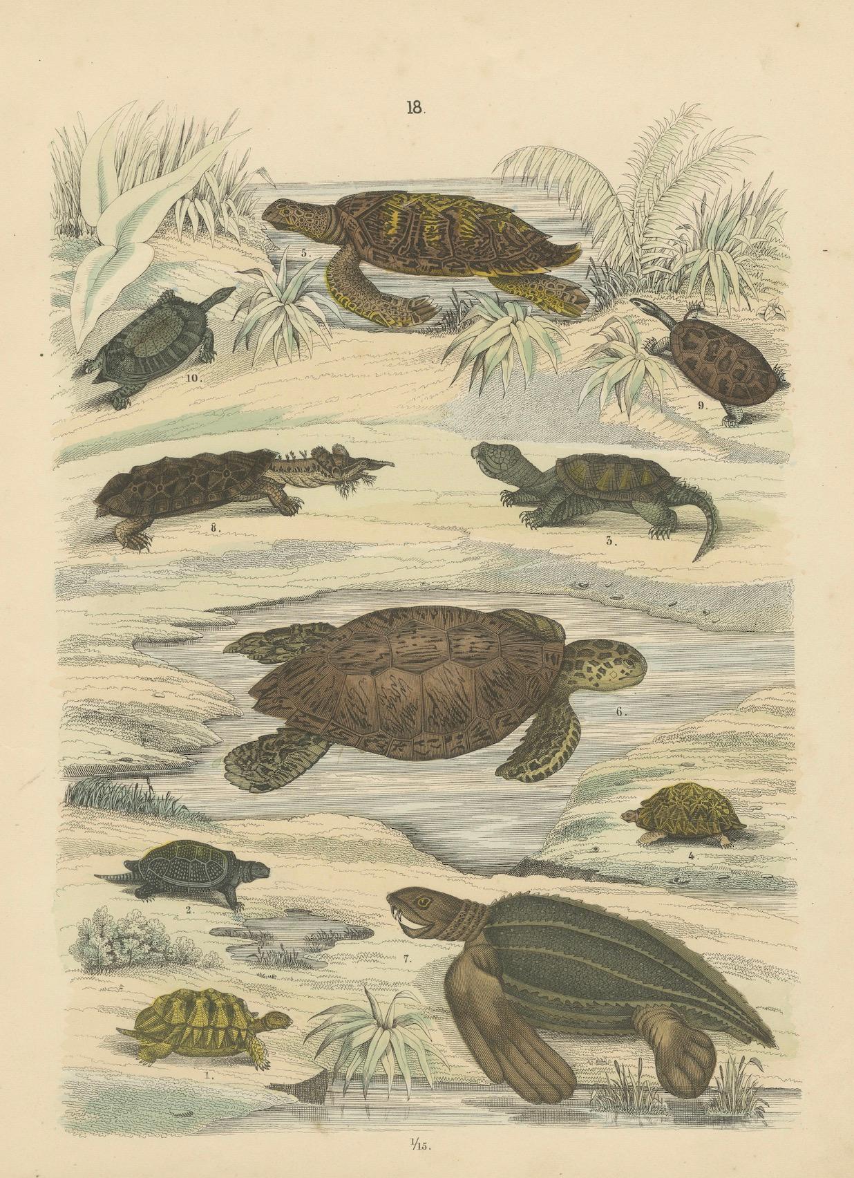 Zoology Print of Sea Turtles and Land Tortoises by T Bromme circa 1865 en vente 1