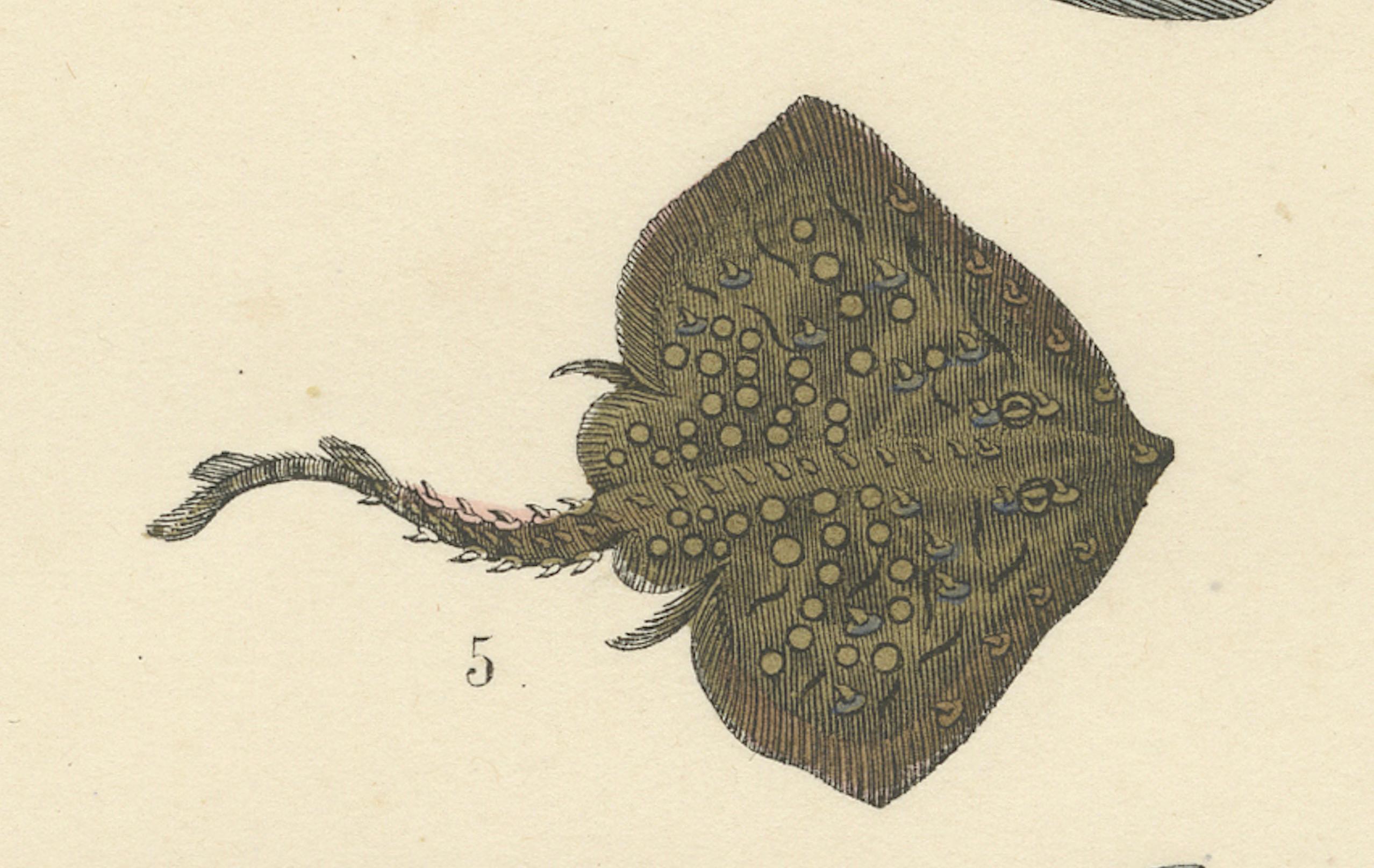 Zoology Print of Shark, Sunfish, Seahorse and Pufferfish by T Bromme c1865

This original hand-colored lithograph, printed circa 1865 by German geographer and scientific publisher Traugott Bromme, presents a captivating collection of unusual and