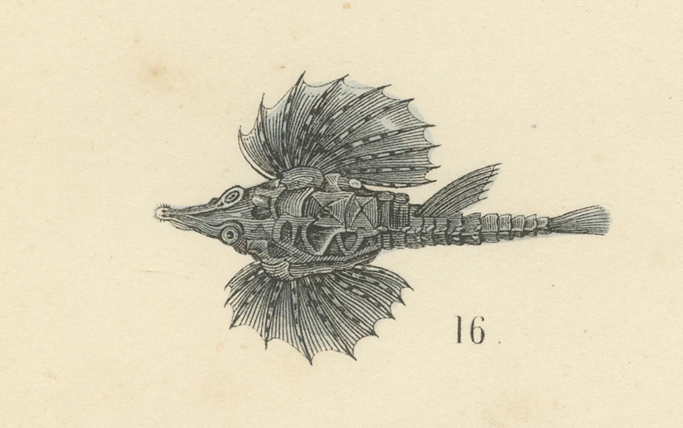 Allemand Zoology Print of Shark, Sunfish, Seahorse and Pufferfish by T Bromme c1865 en vente