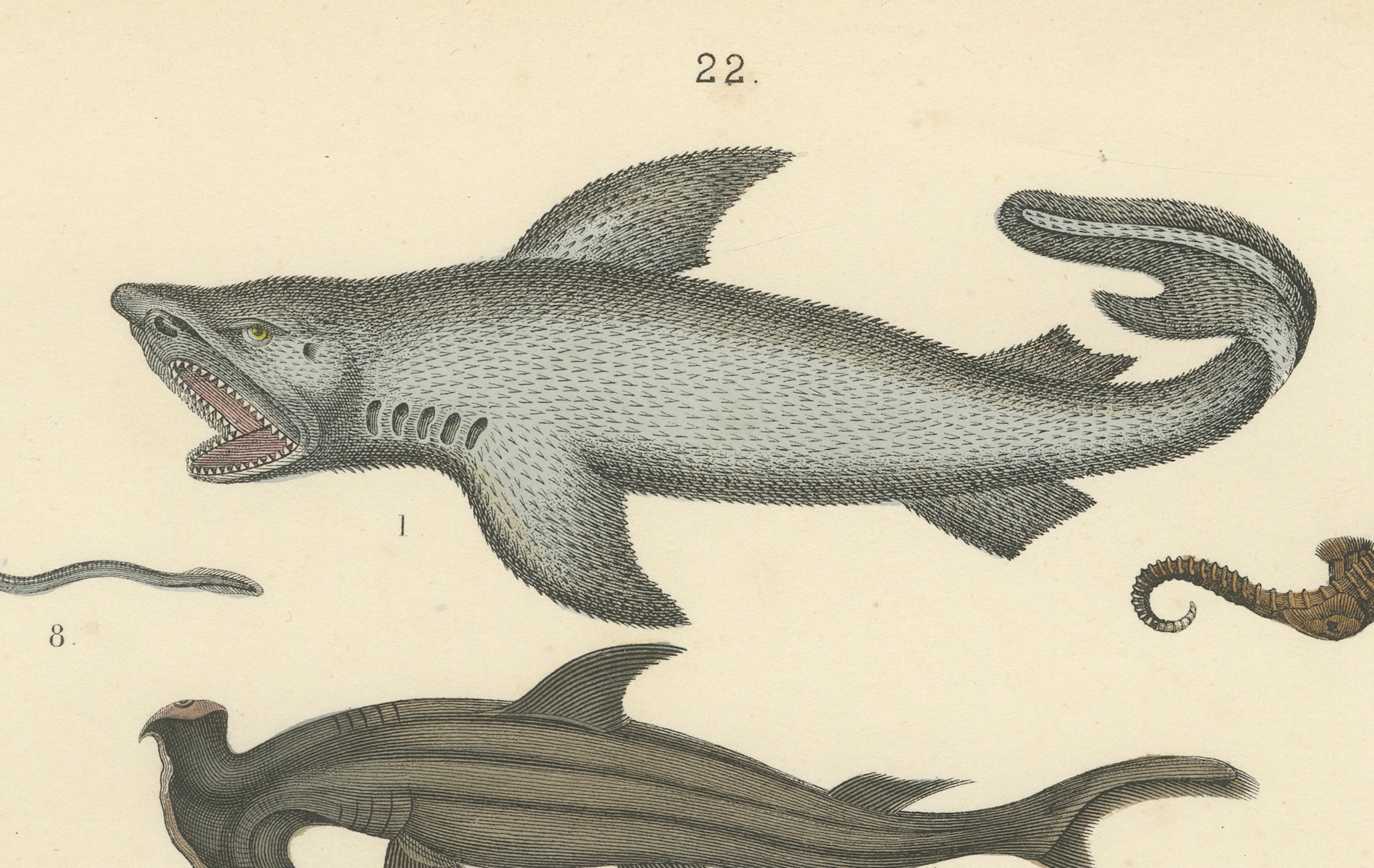 Milieu du XIXe siècle Zoology Print of Shark, Sunfish, Seahorse and Pufferfish by T Bromme c1865 en vente