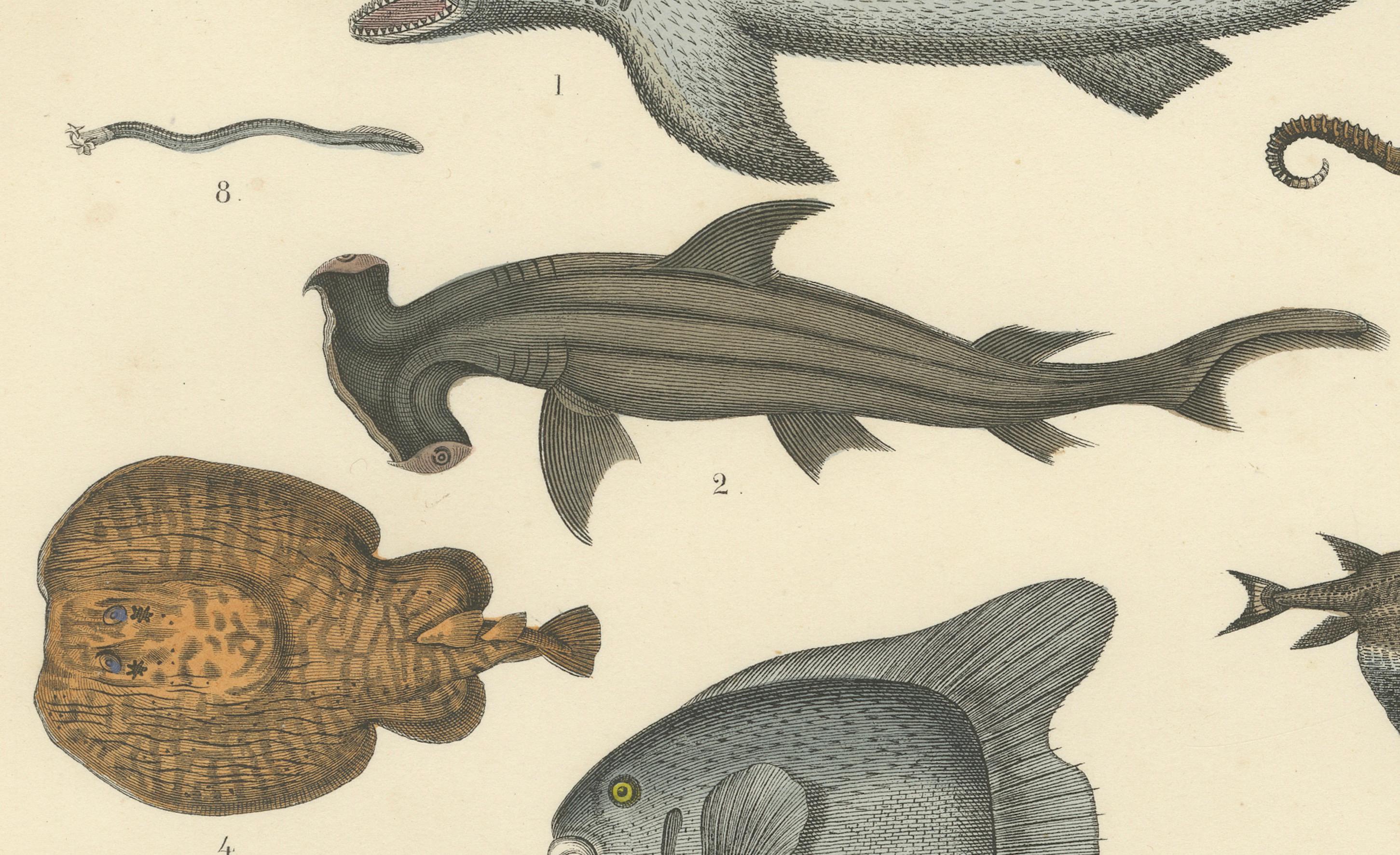 Papier Zoology Print of Shark, Sunfish, Seahorse and Pufferfish by T Bromme c1865 en vente