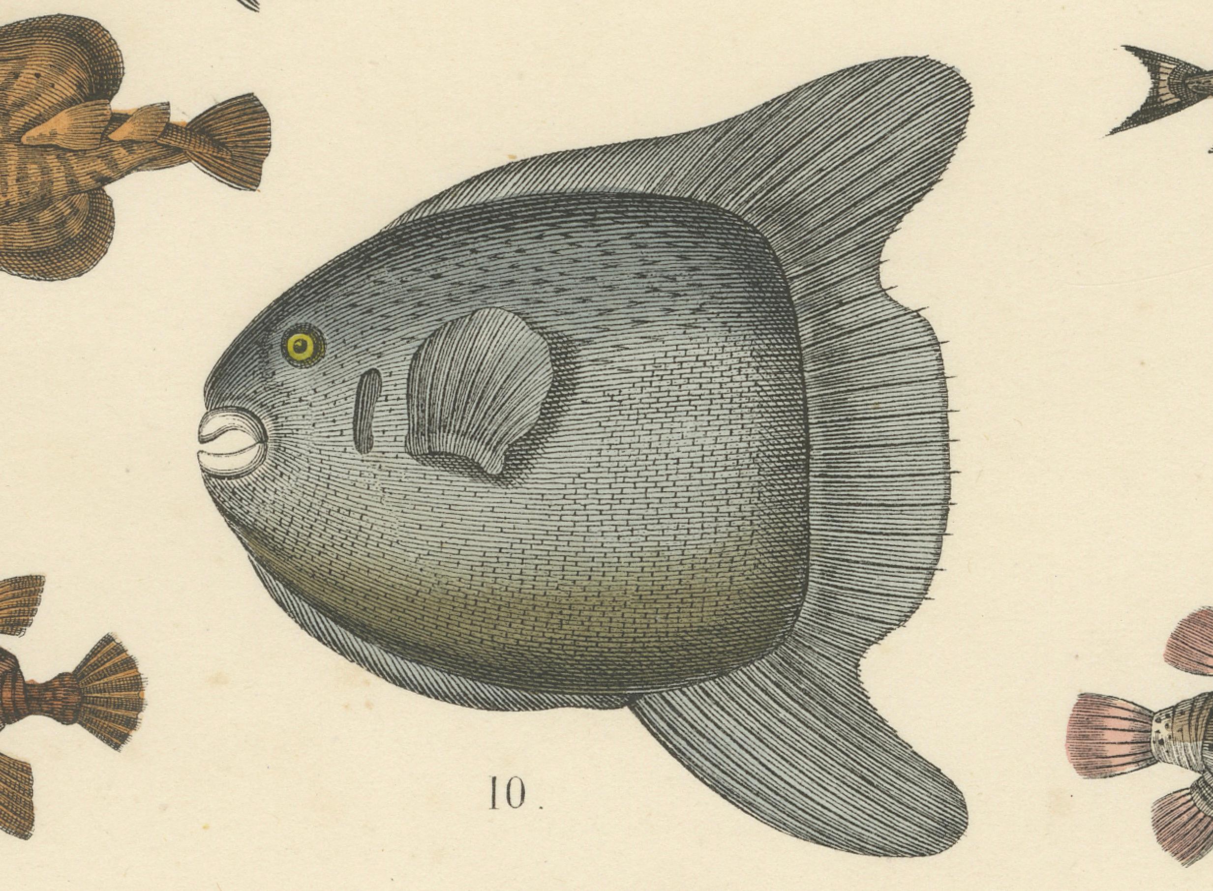 Zoology Print of Shark, Sunfish, Seahorse and Pufferfish by T Bromme c1865 en vente 1