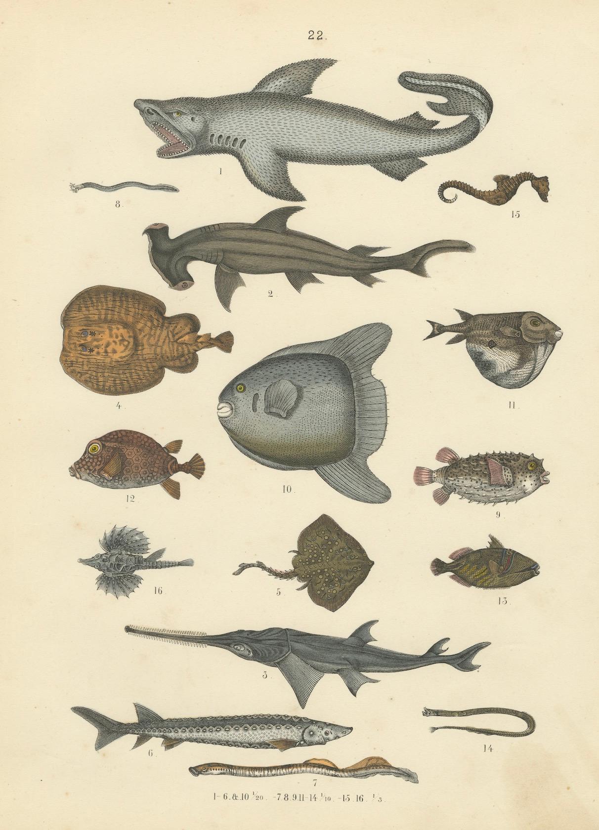 Zoology Print of Shark, Sunfish, Seahorse and Pufferfish by T Bromme c1865 en vente 2