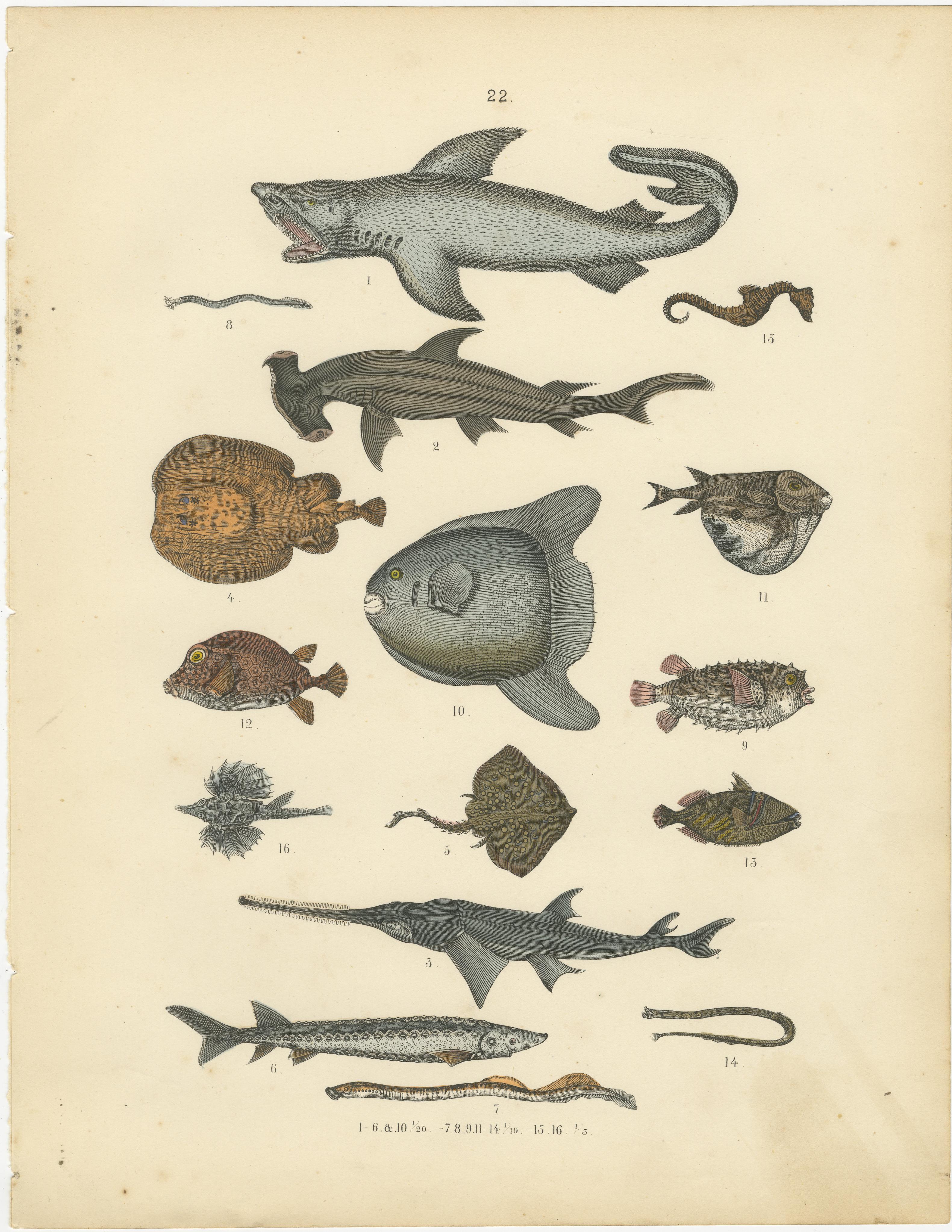 Zoology Print of Shark, Sunfish, Seahorse and Pufferfish by T Bromme c1865 en vente 3