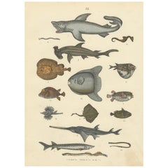Zoology Print of Shark, Sunfish, Seahorse and Pufferfish by T Bromme c1865