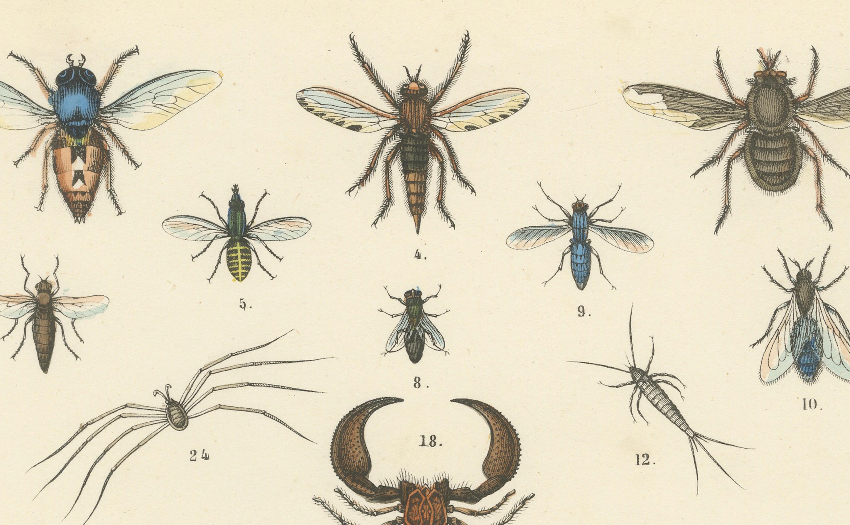 Zoology Print of Spiders, Scorpions, Flies and Lice by T Bromme circa 1865

This original 19th-century hand-colored lithograph, published around 1865 by German geographer and naturalist Traugott Bromme, features a striking collection of arachnids