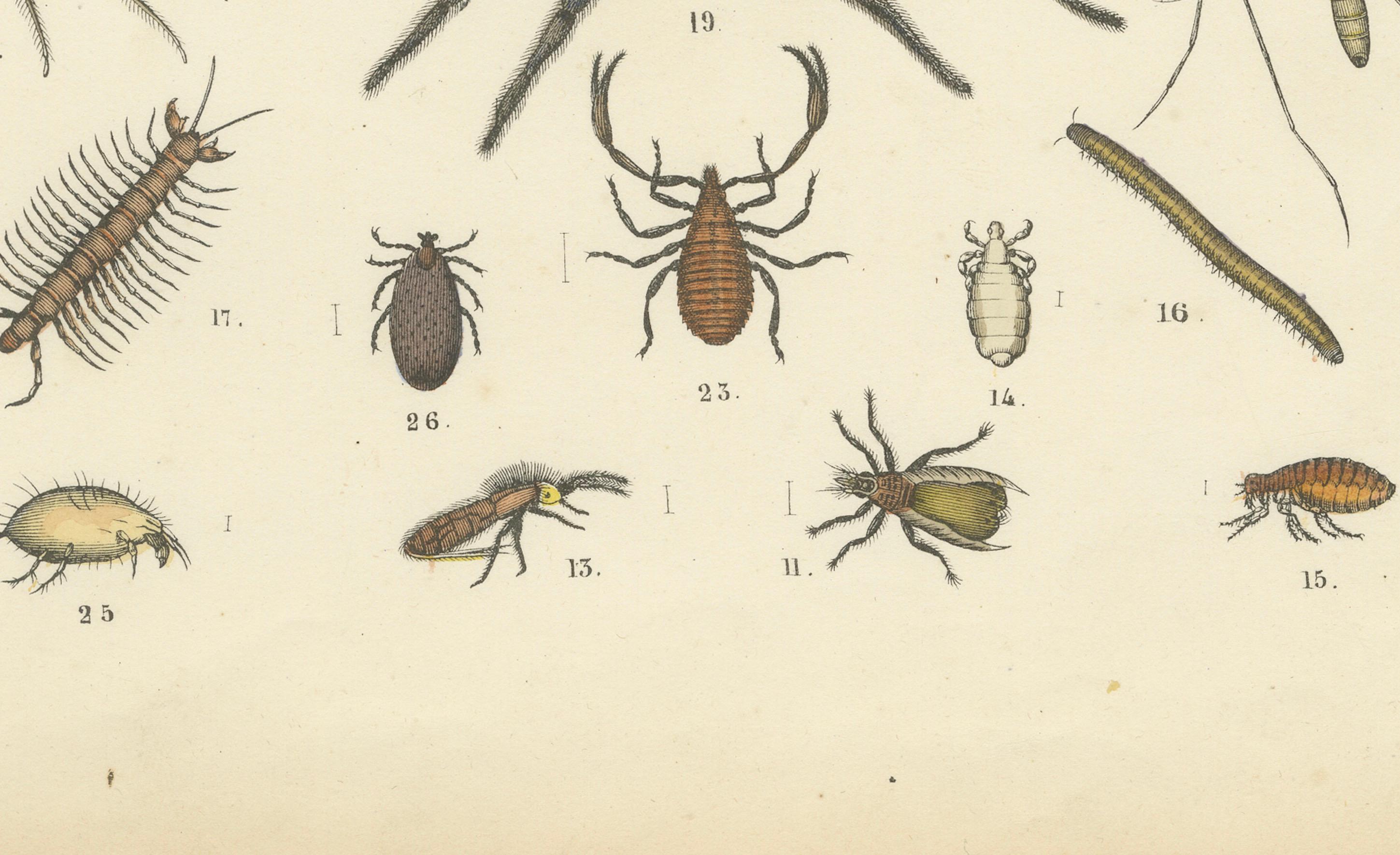 Allemand Zoology Print of Spiders, Scorpions, Flies and Lice by T Bromme circa 1865 en vente